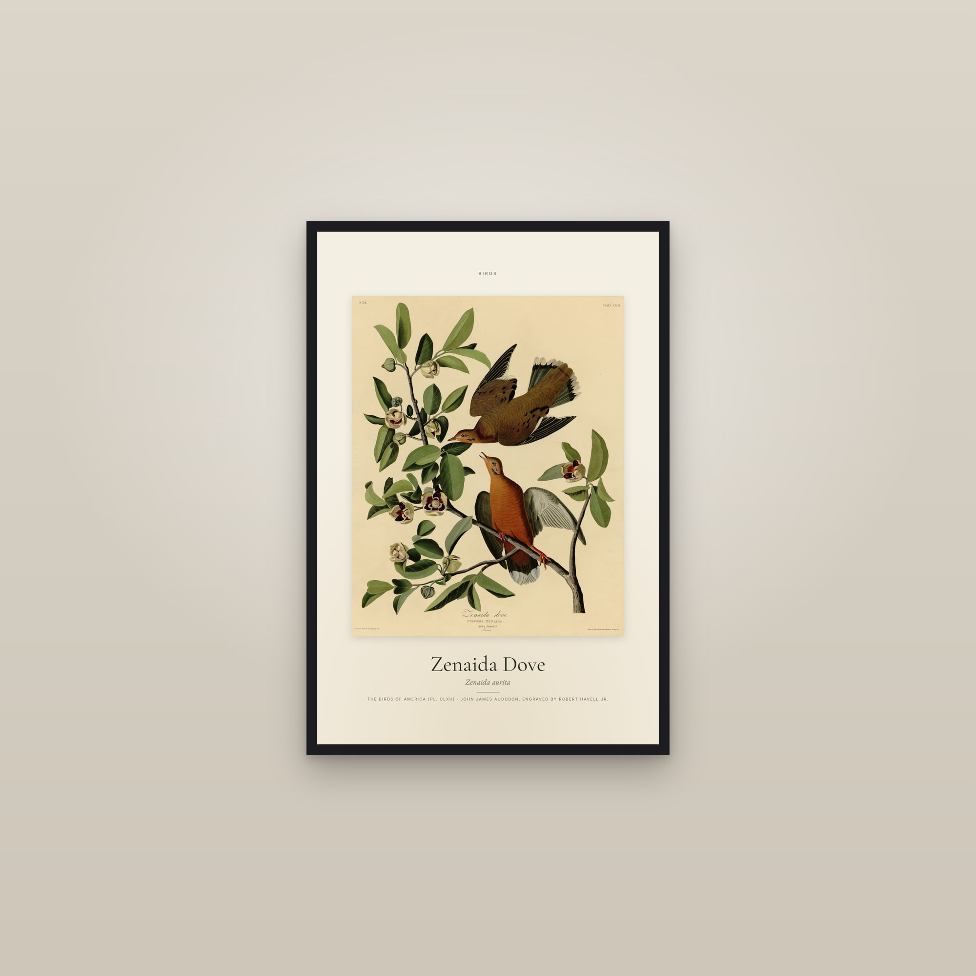 Zenaida Dove — Specimen — framed in a gallery setting