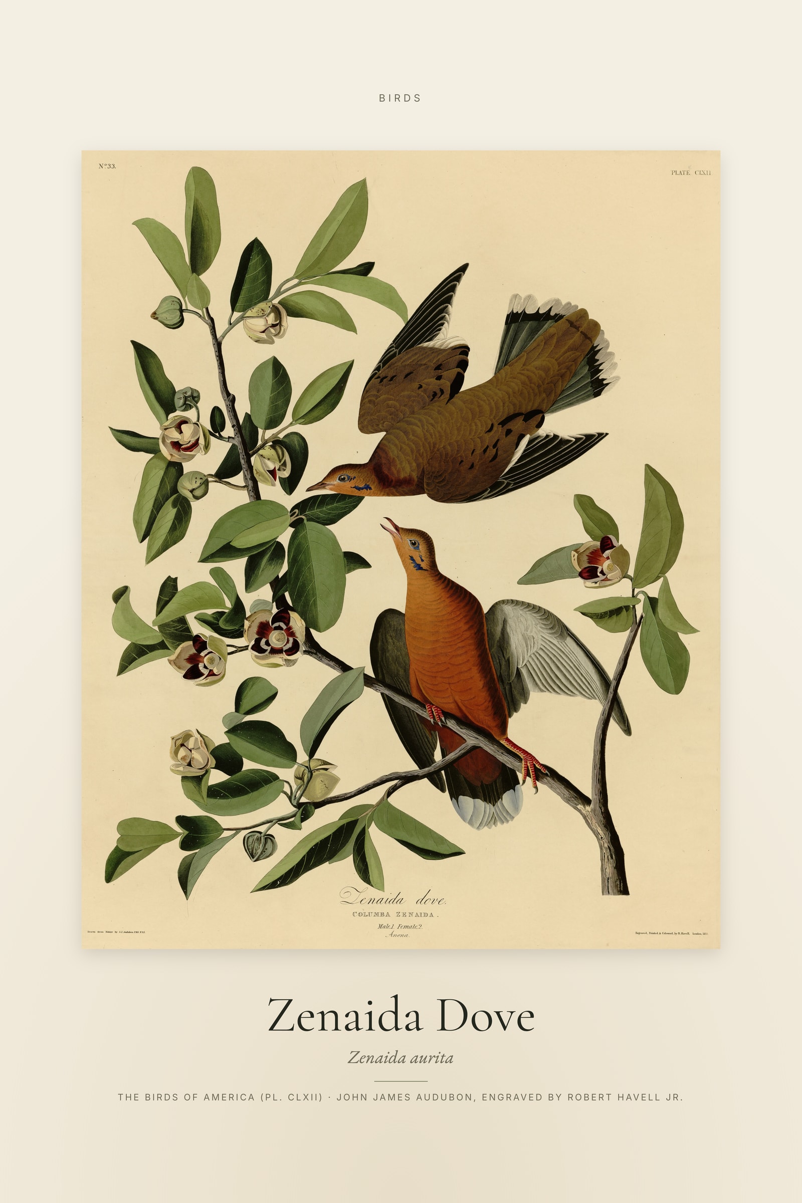 Zenaida Dove — Specimen