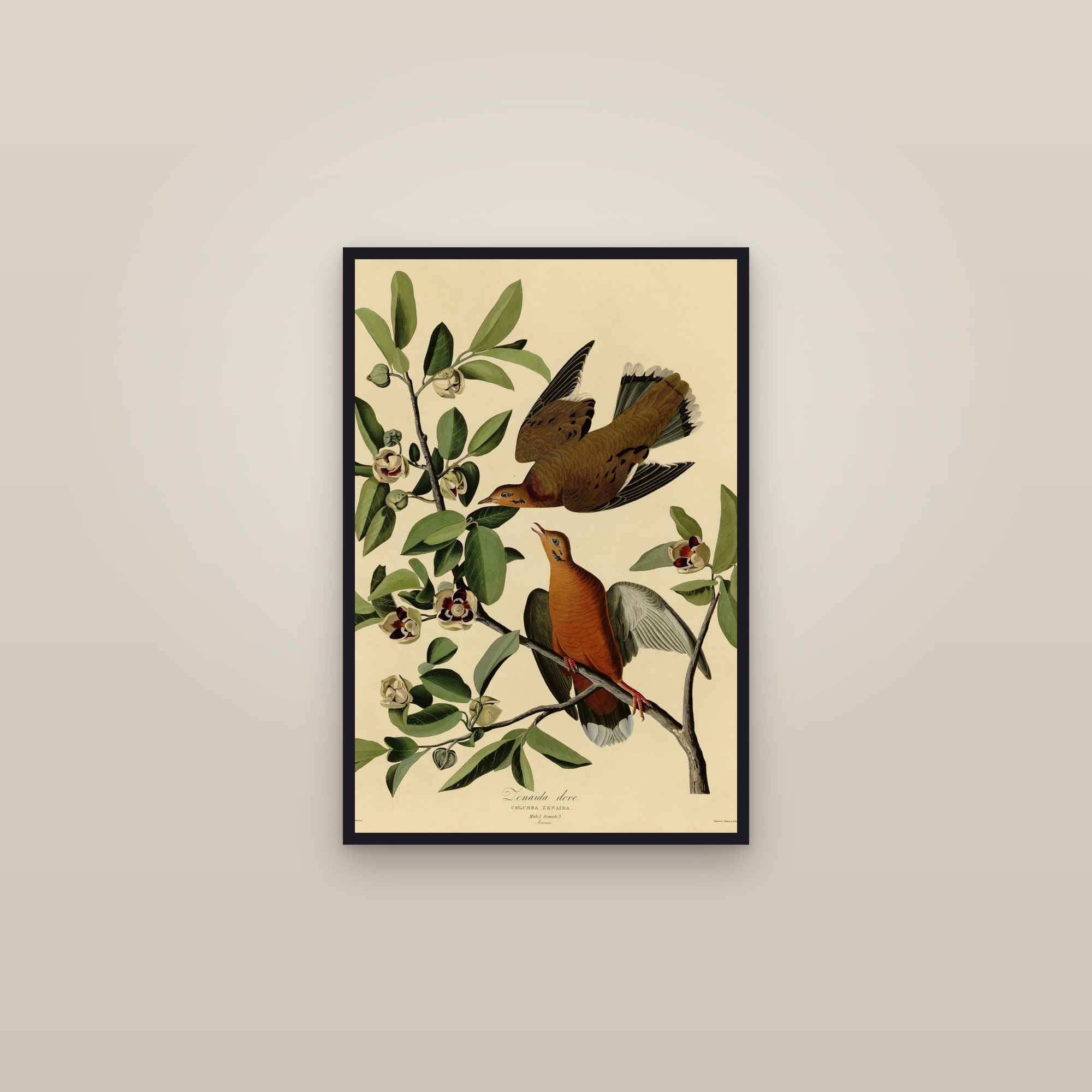 Zenaida Dove — framed in a gallery setting