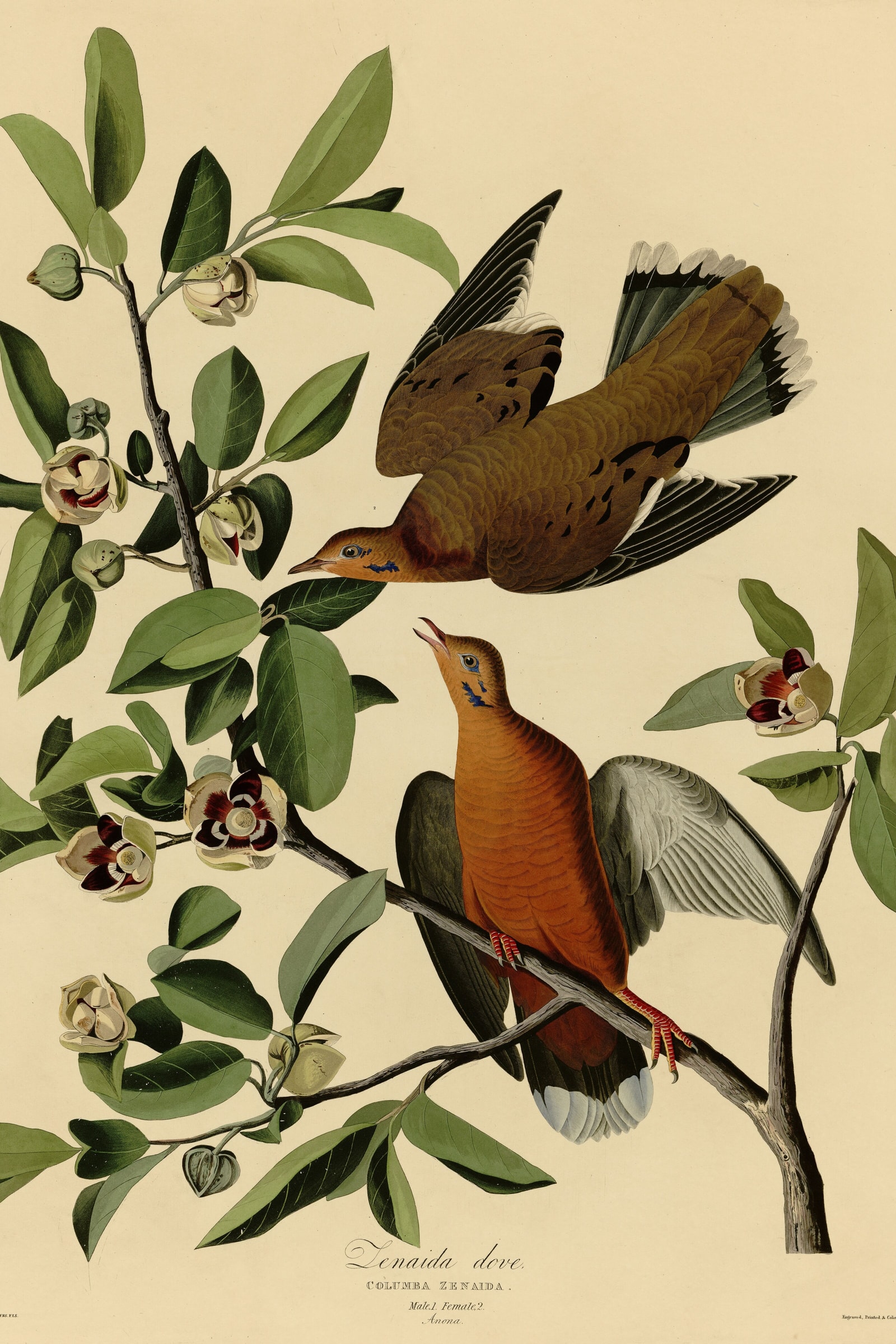 Zenaida Dove