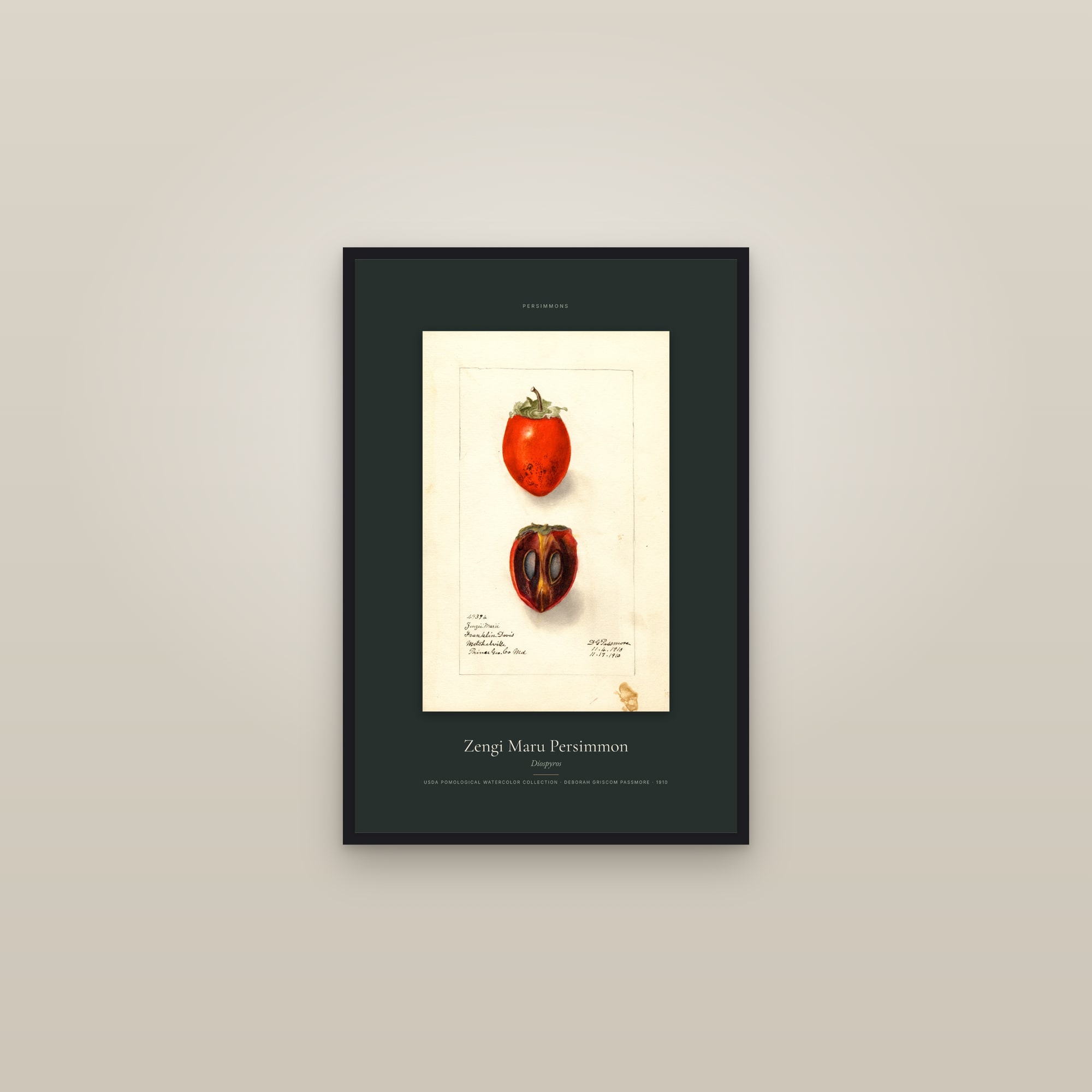 Zengi Maru Persimmon — Specimen — framed in a gallery setting