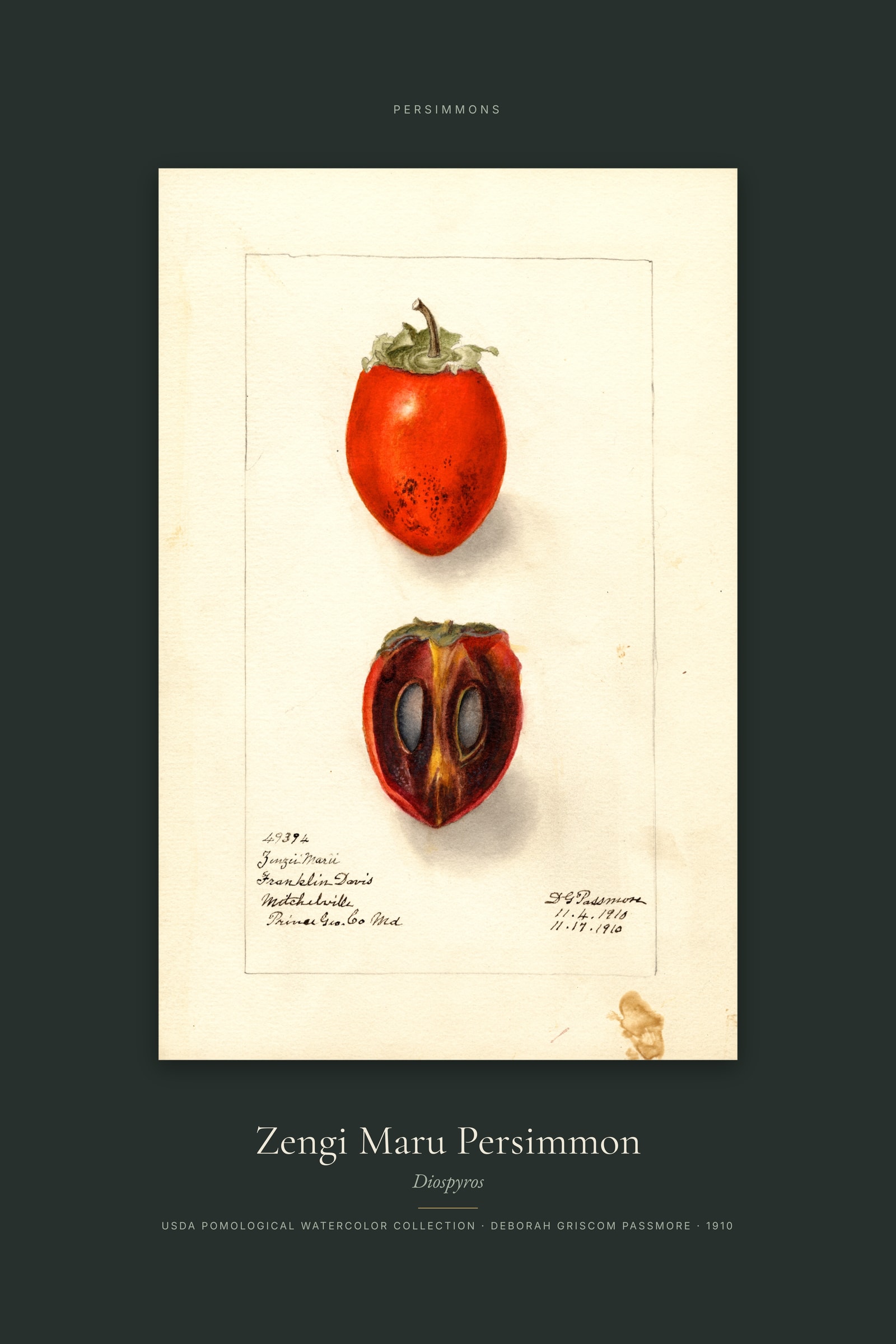 Zengi Maru Persimmon — Specimen
