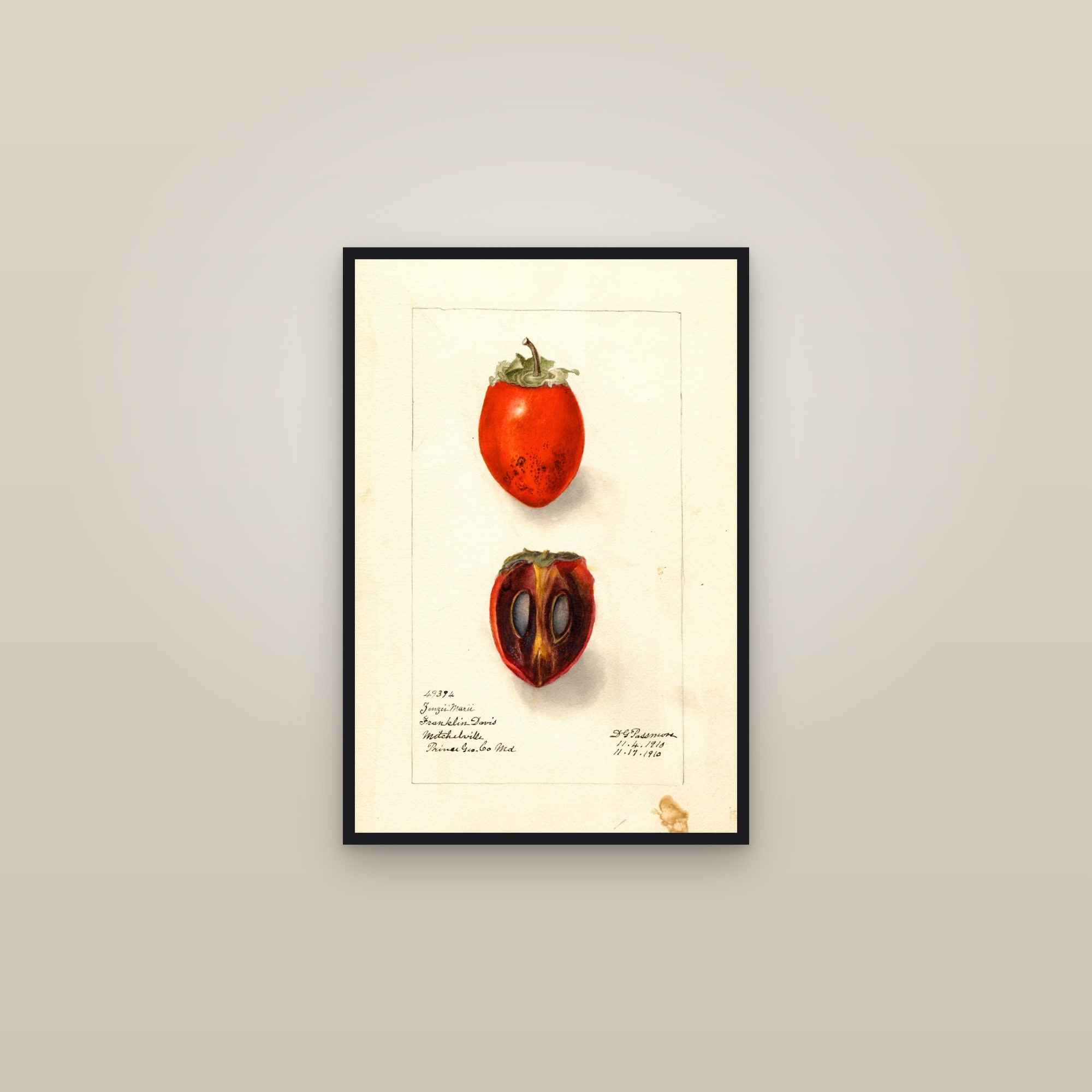 Zengi Maru Persimmon — framed in a gallery setting