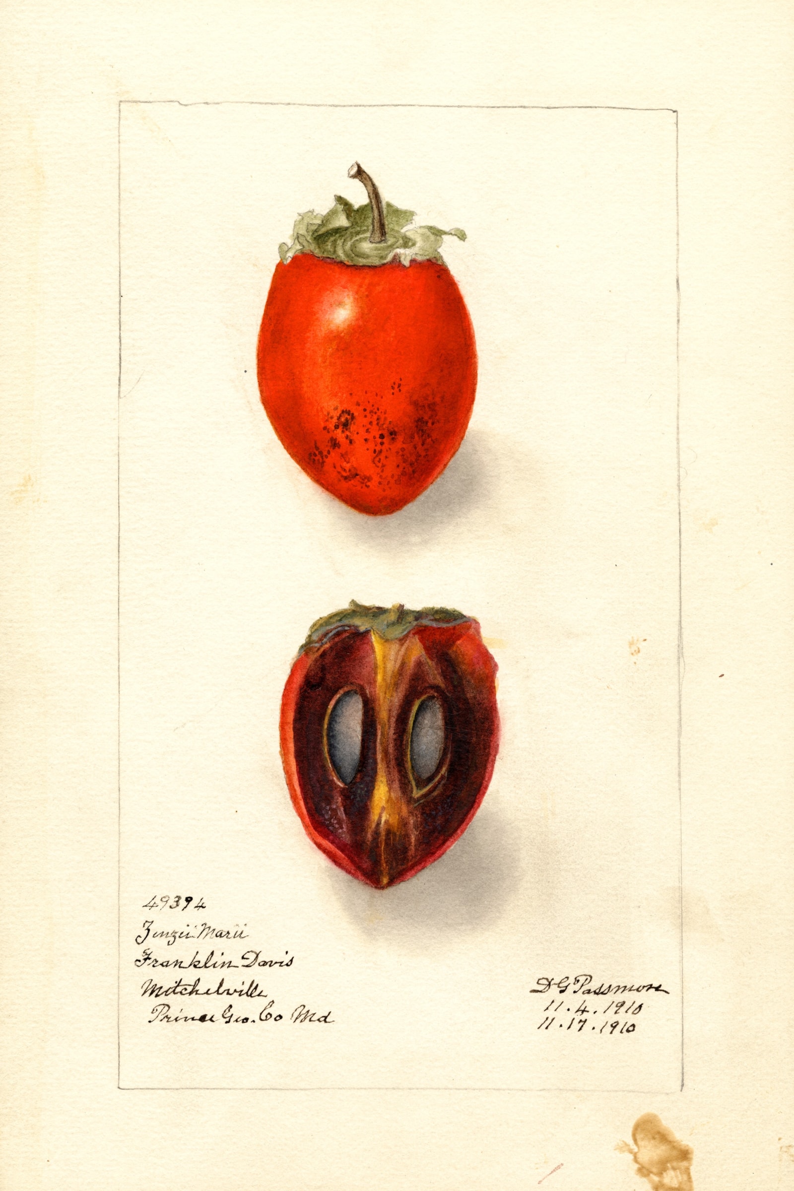 Zengi Maru Persimmon