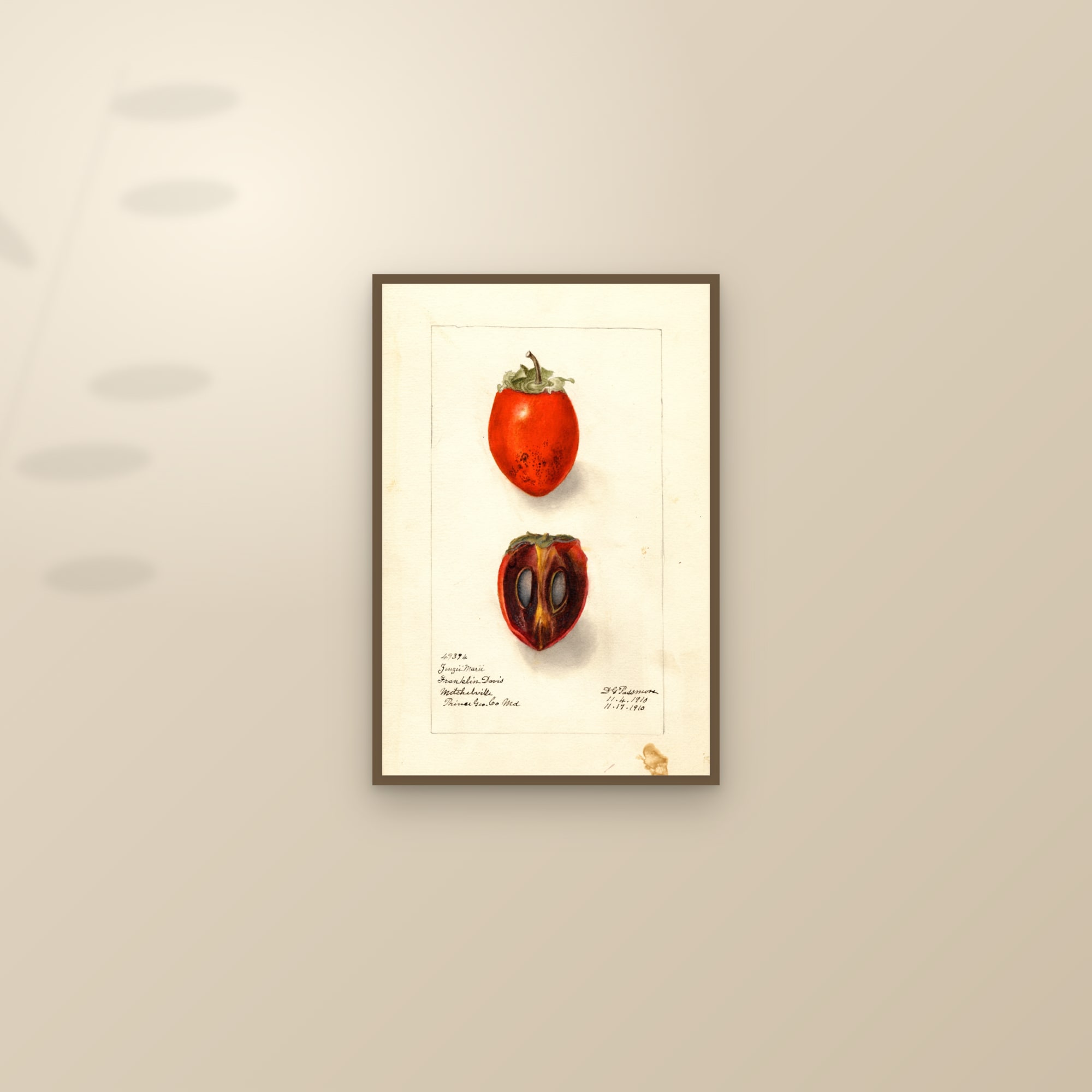 Zengi Maru Persimmon — framed and styled on a sunlit wall