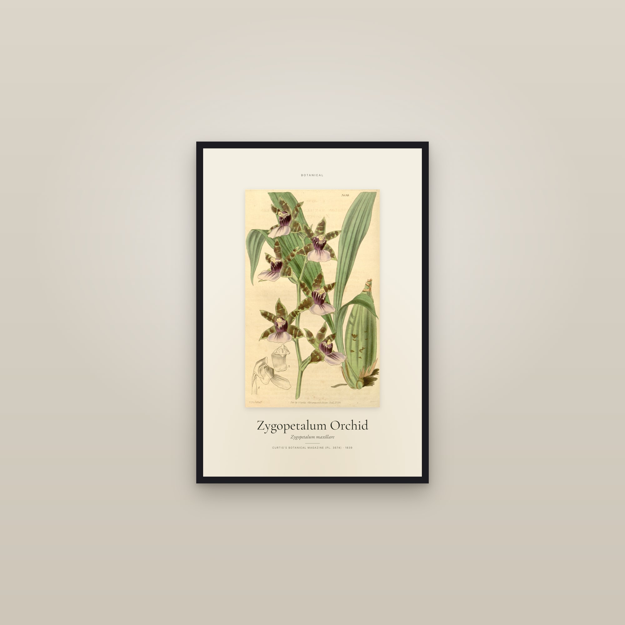 Zygopetalum Orchid — Specimen — framed in a gallery setting