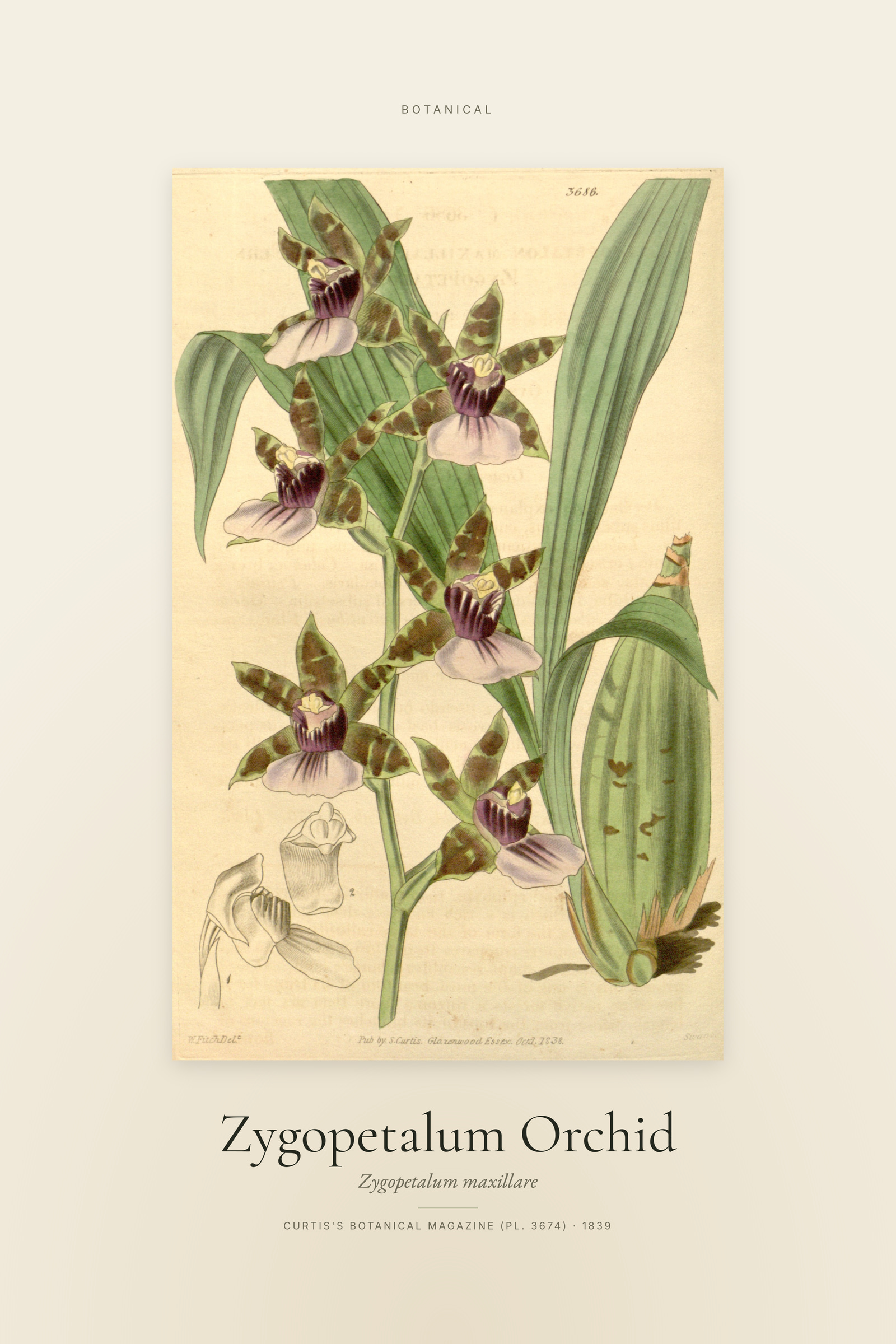 Zygopetalum Orchid — Specimen