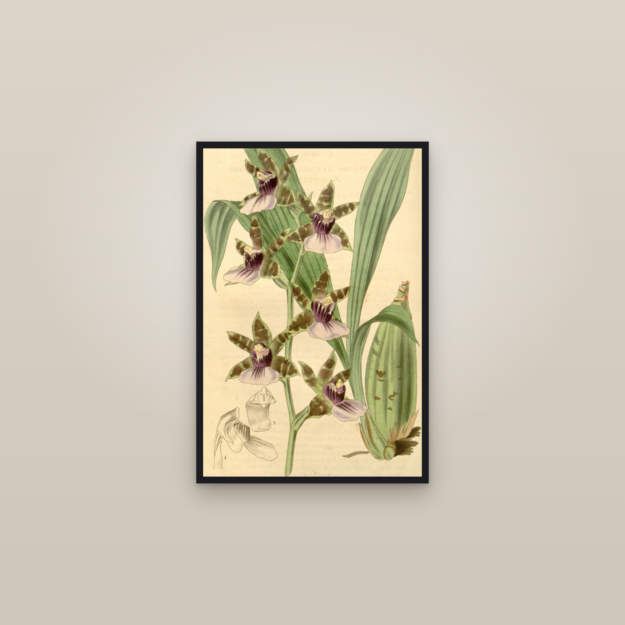 Zygopetalum Orchid — framed in a gallery setting