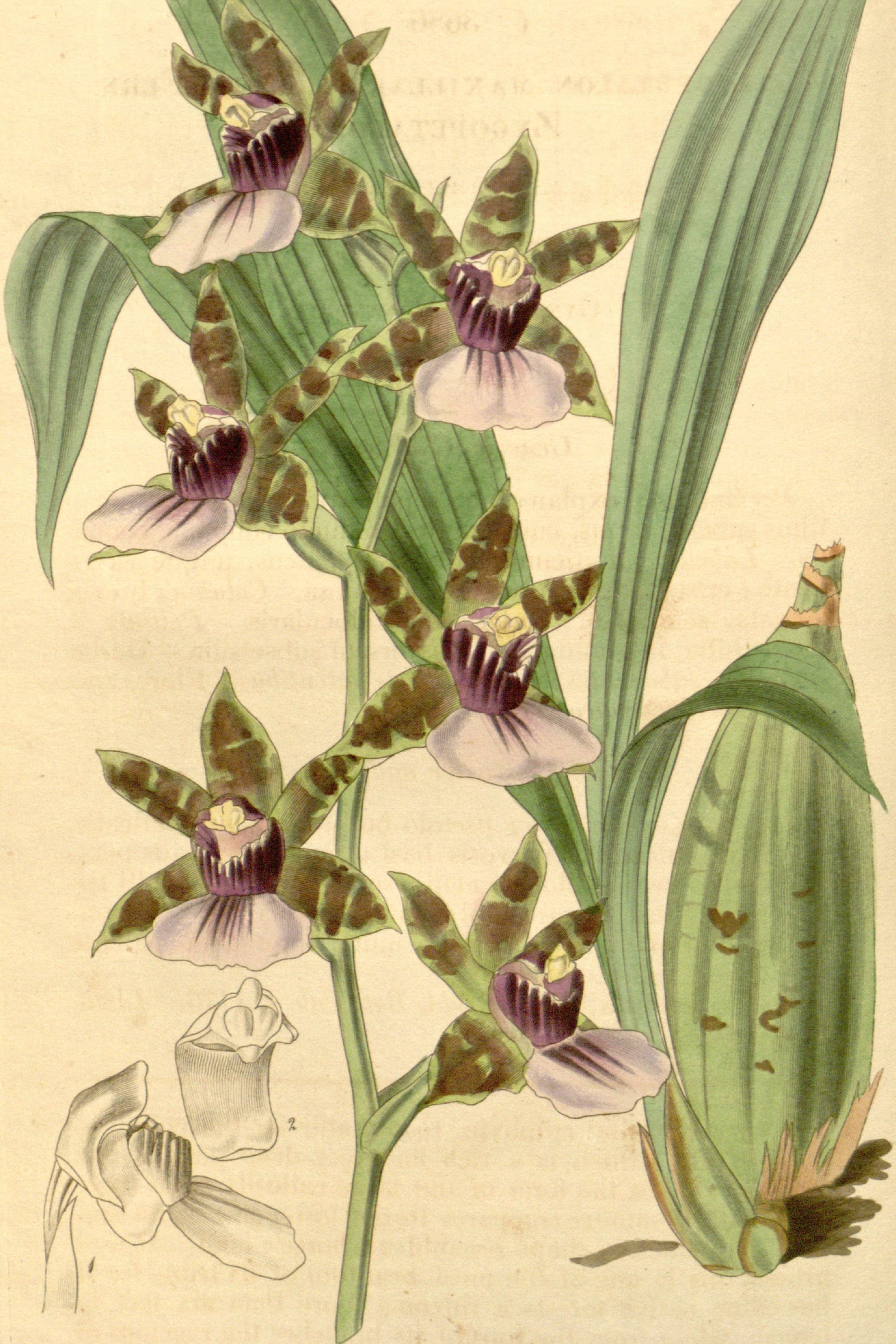 Zygopetalum Orchid