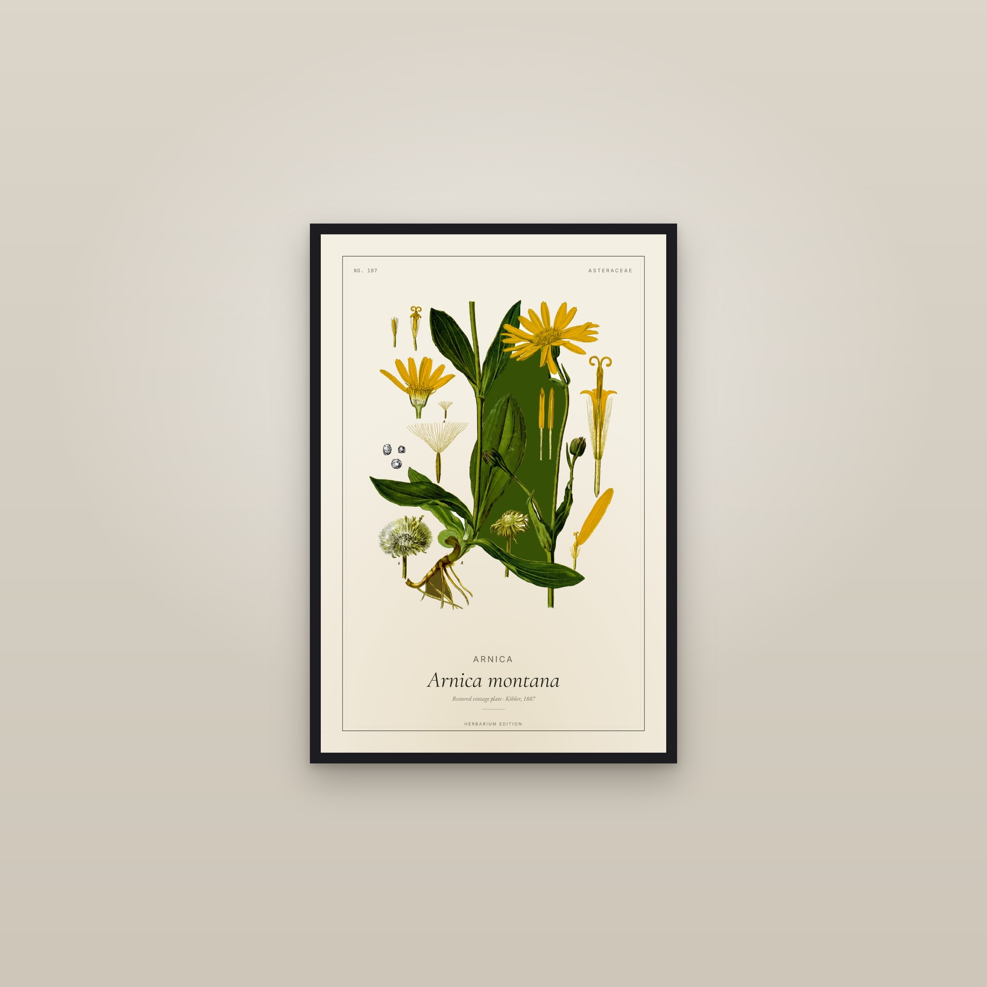 Arnica (Botanical) — Botanical Plate — framed in a gallery setting