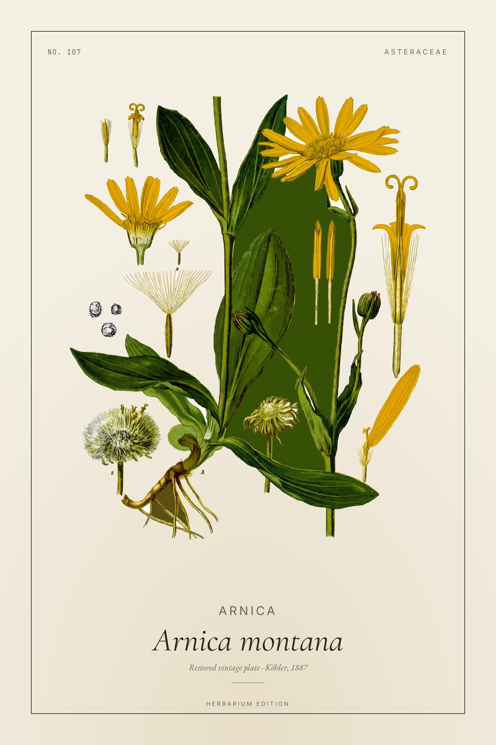 Arnica (Botanical) — Botanical Plate