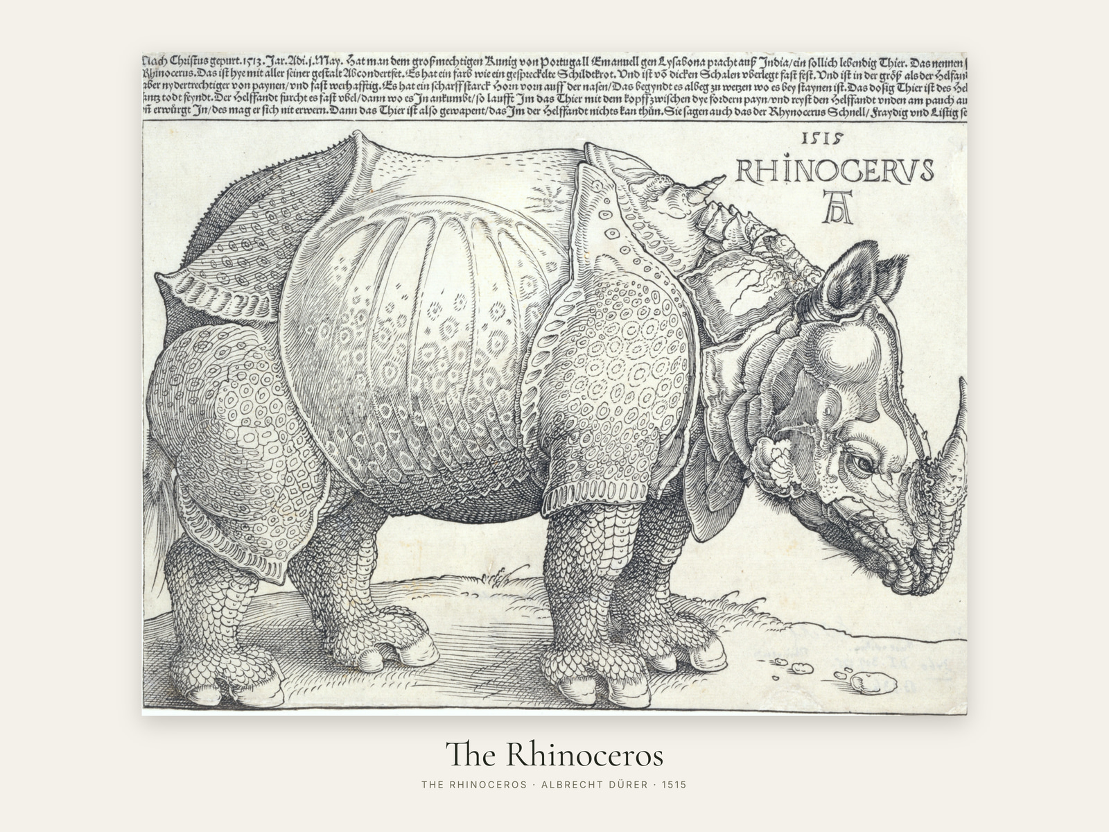 The Rhinoceros