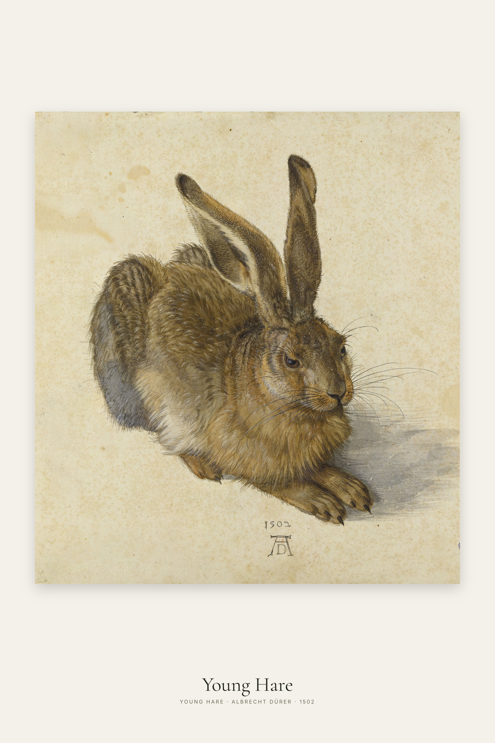 Young Hare