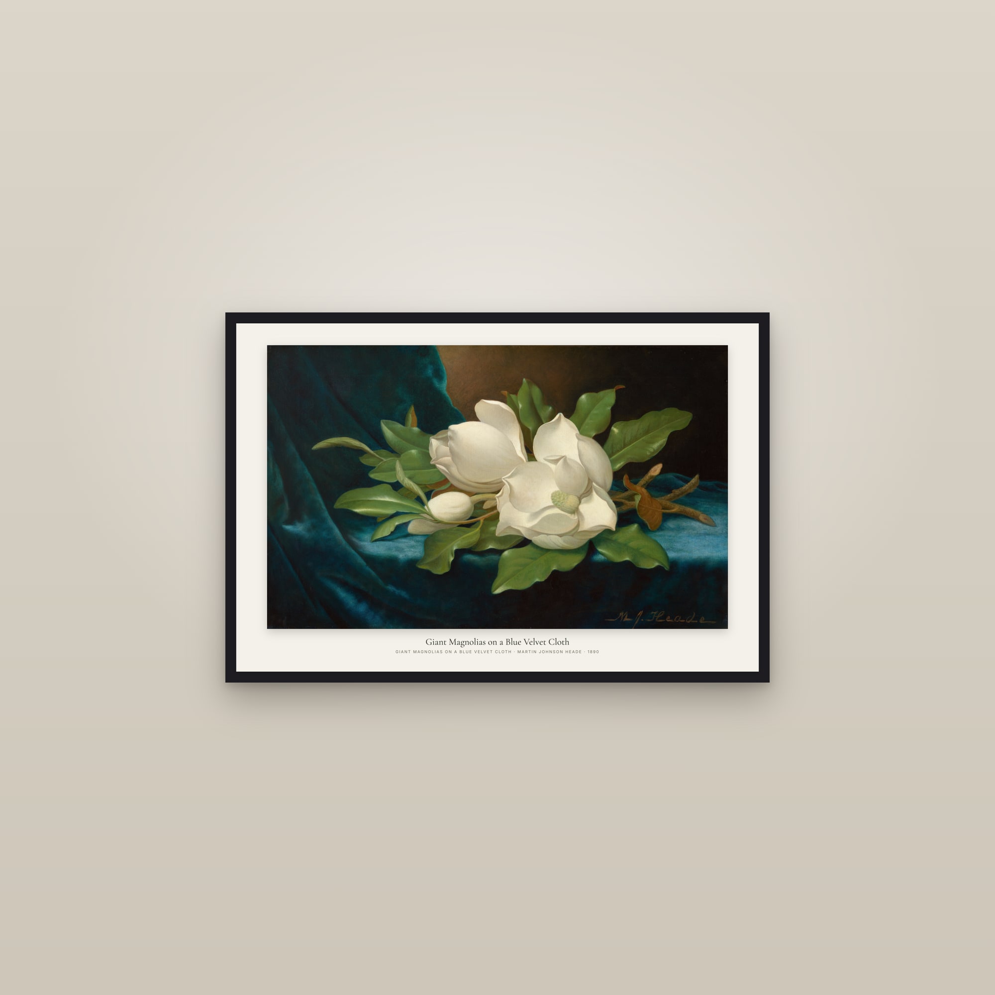 Giant Magnolias on a Blue Velvet Cloth