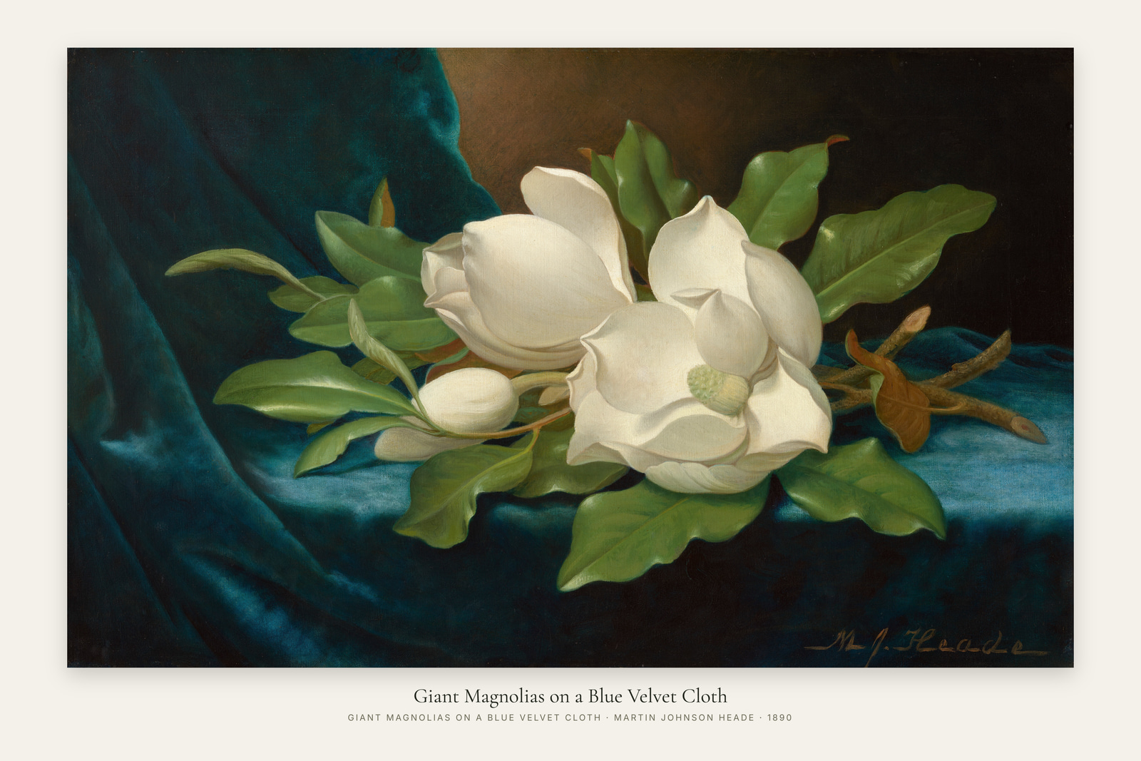 Giant Magnolias on a Blue Velvet Cloth