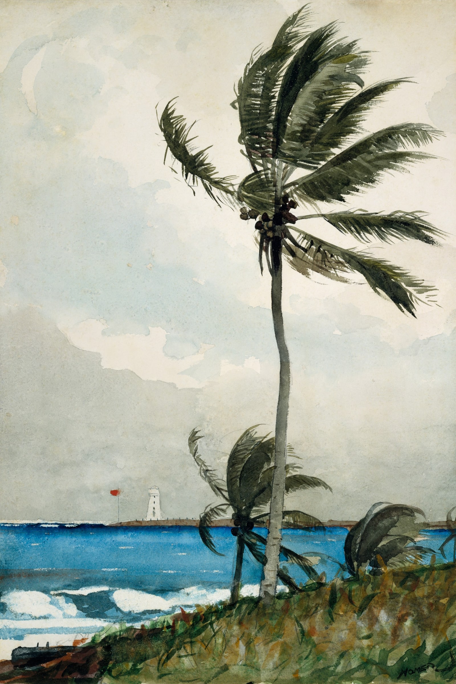 Palm Tree, Nassau (Full) — Full-Bleed Edition