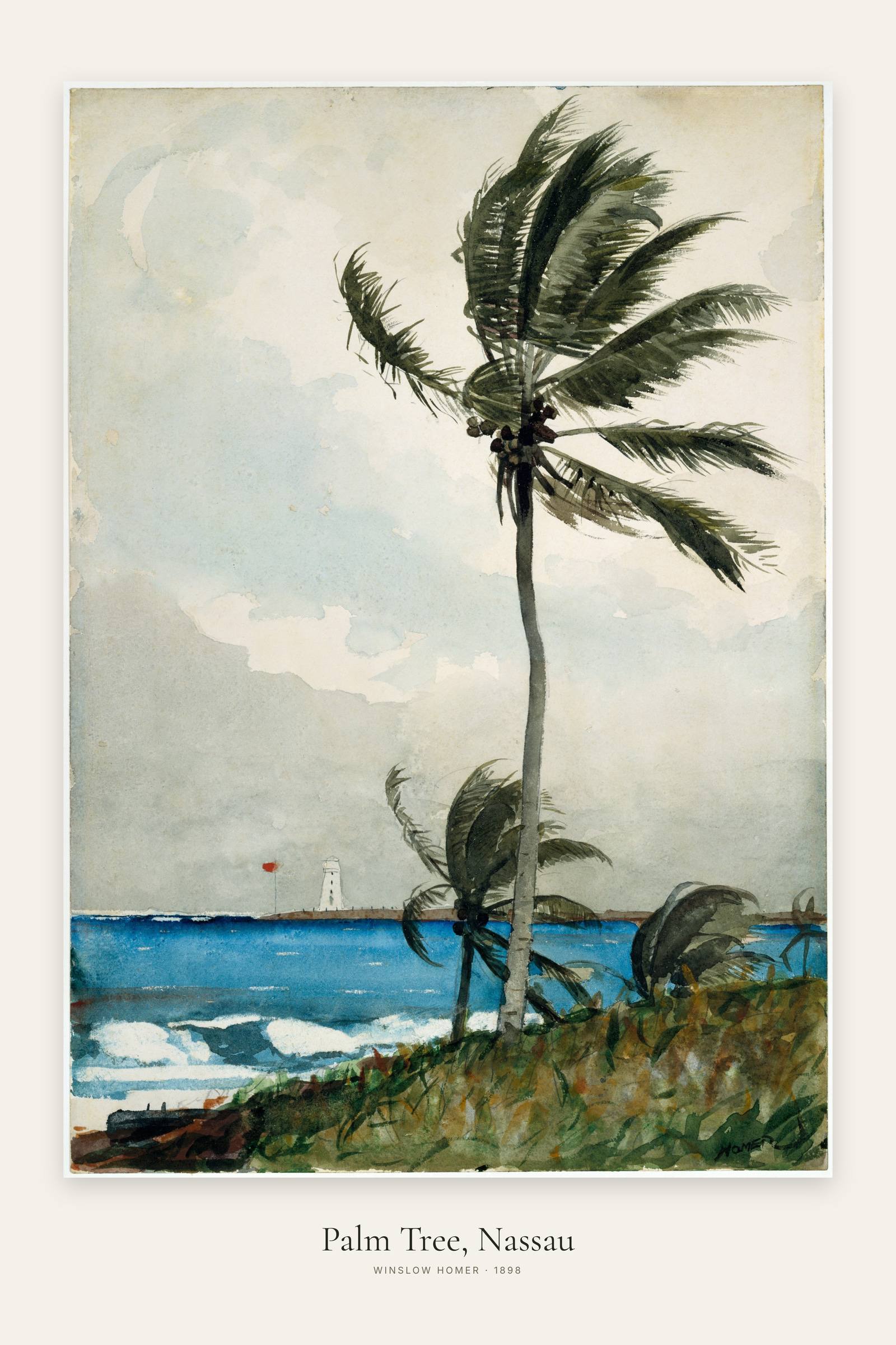 Palm Tree, Nassau