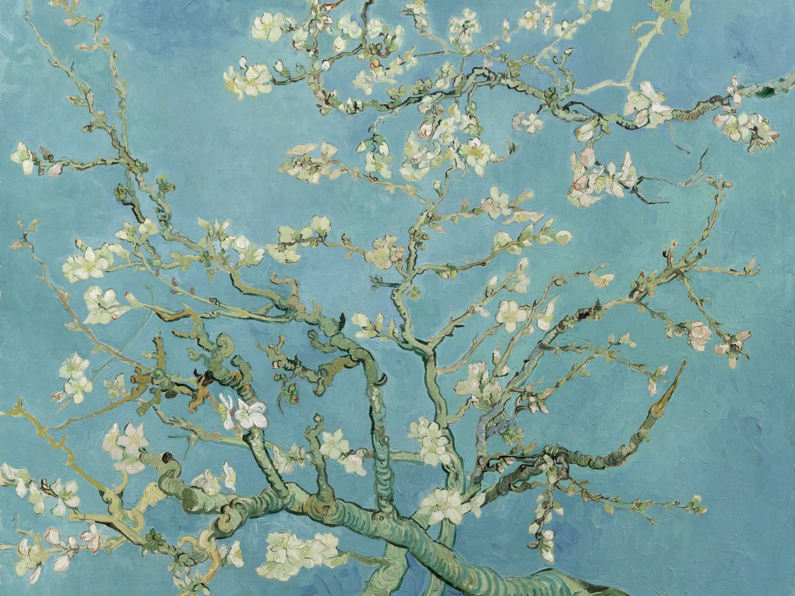 Almond Blossom (Full) — Full-Bleed Edition