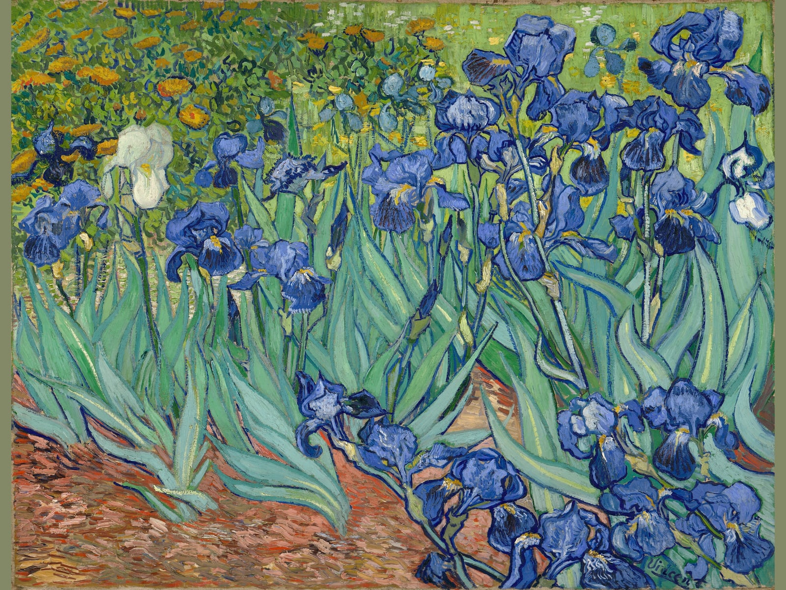 Irises (Full) — Full-Bleed Edition