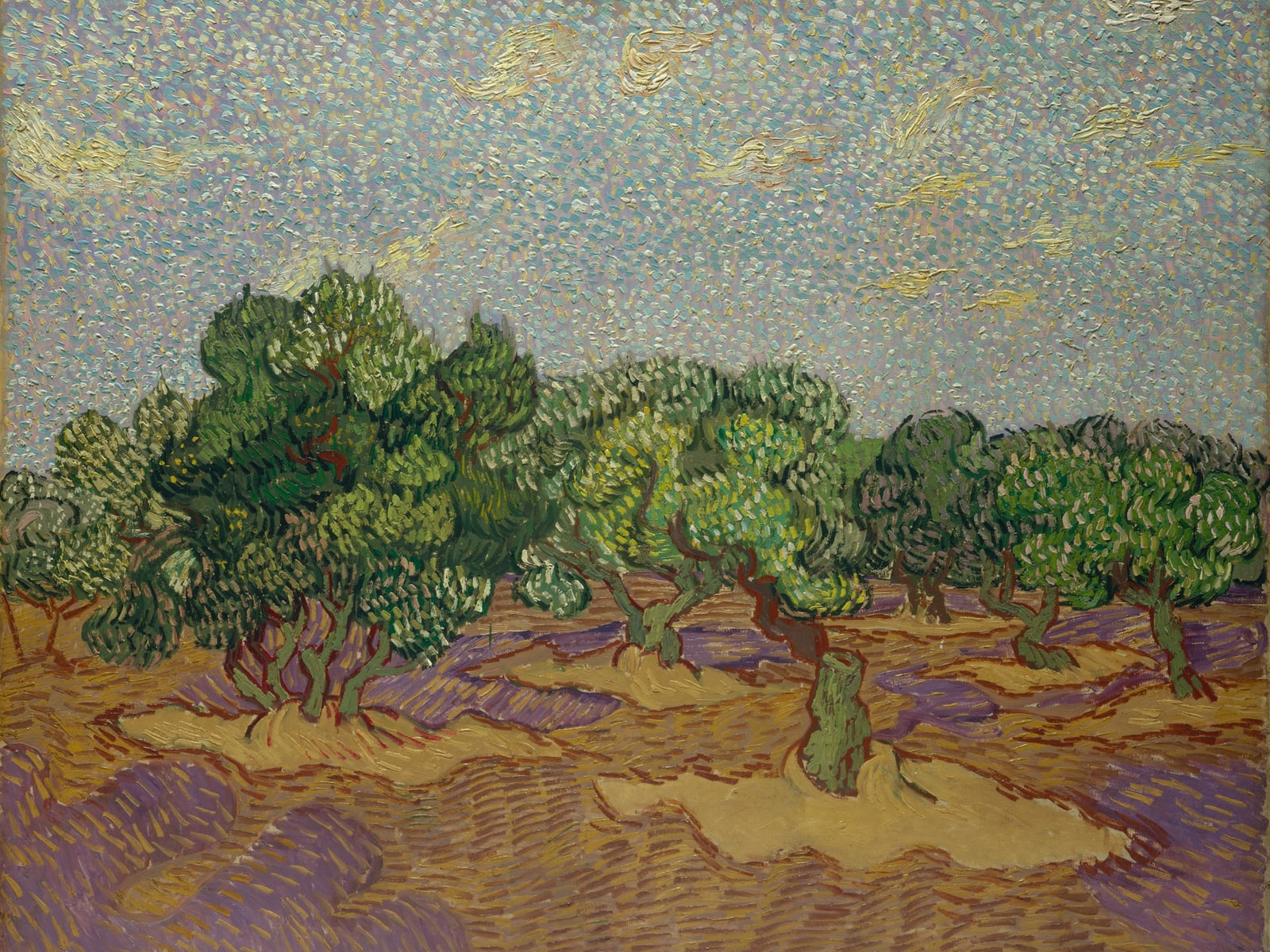 Olive Trees (Full) — Full-Bleed Edition