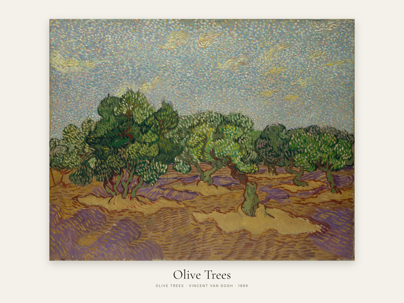 Olive Trees