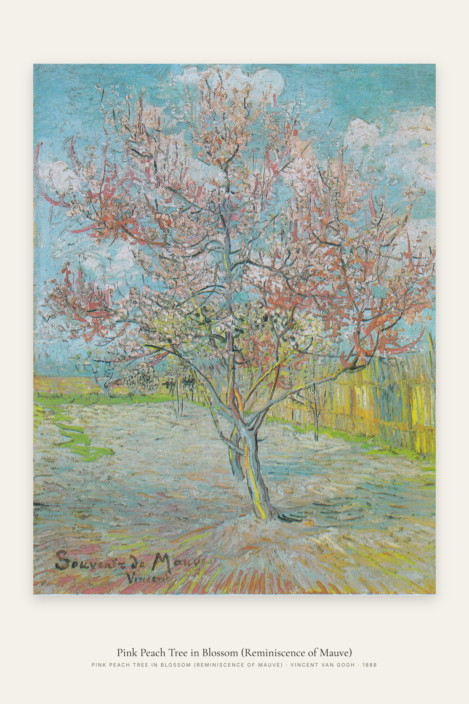 Pink Peach Tree in Blossom (Reminiscence of Mauve)