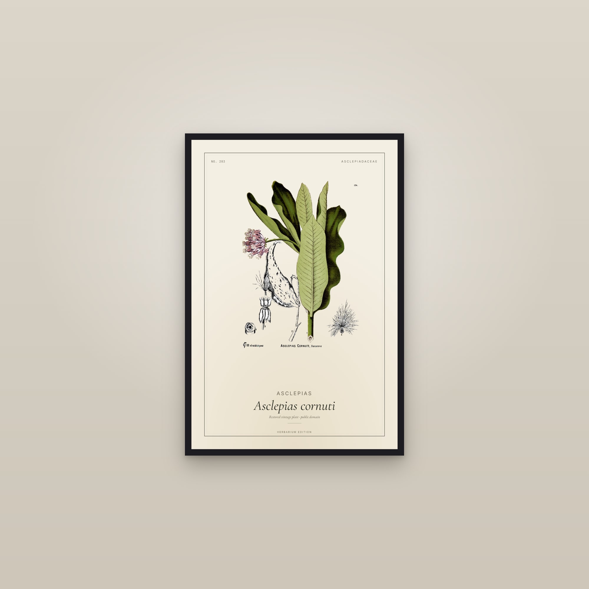 Asclepias — Botanical Plate — framed in a gallery setting