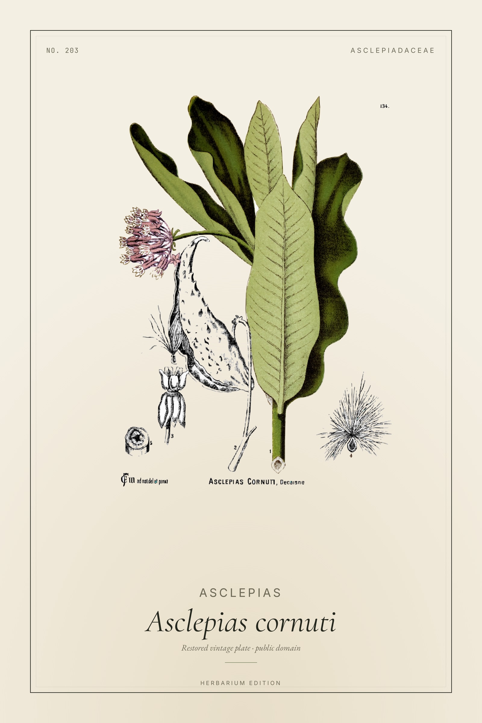 Asclepias — Botanical Plate