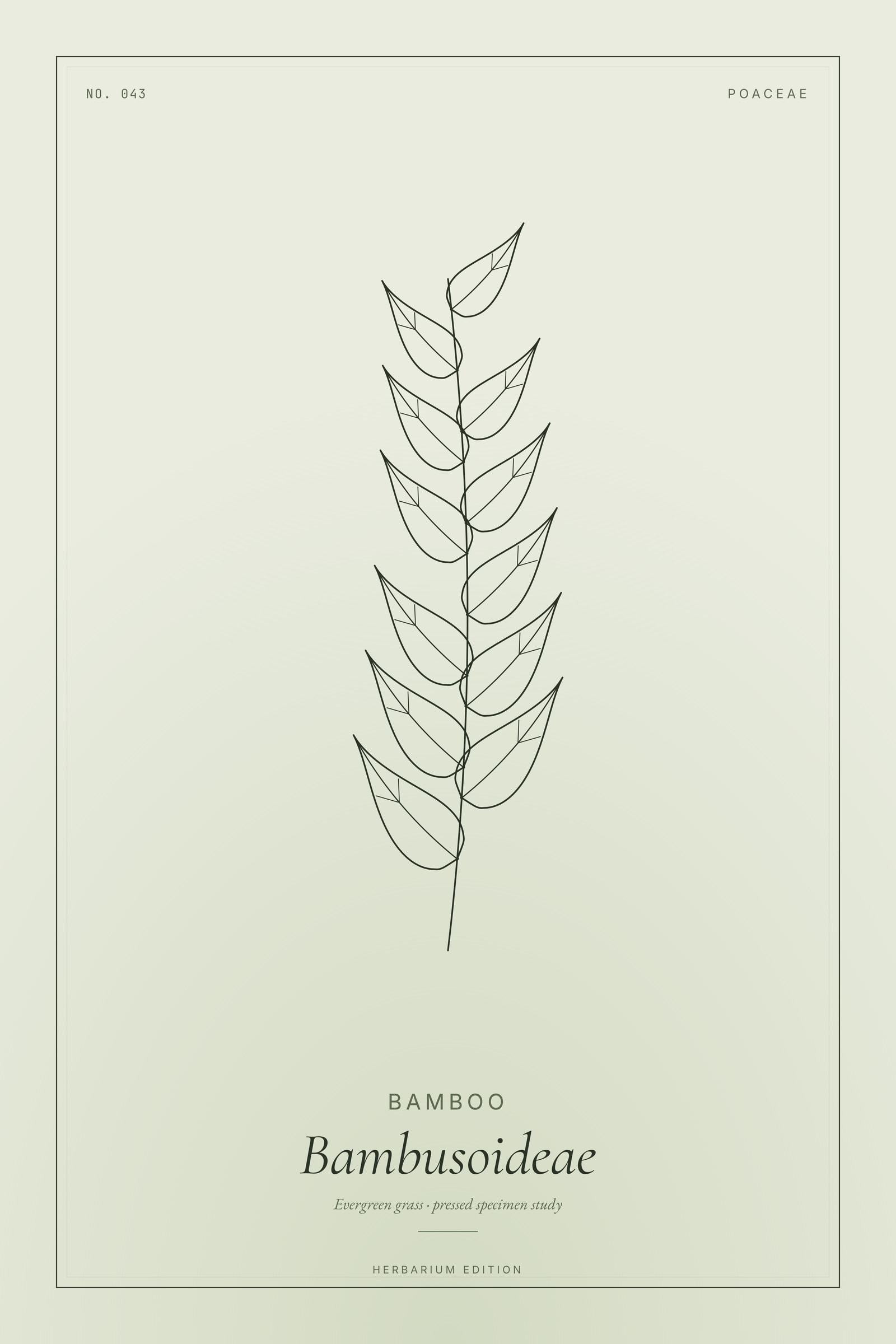 Bamboo — Botanical Specimen