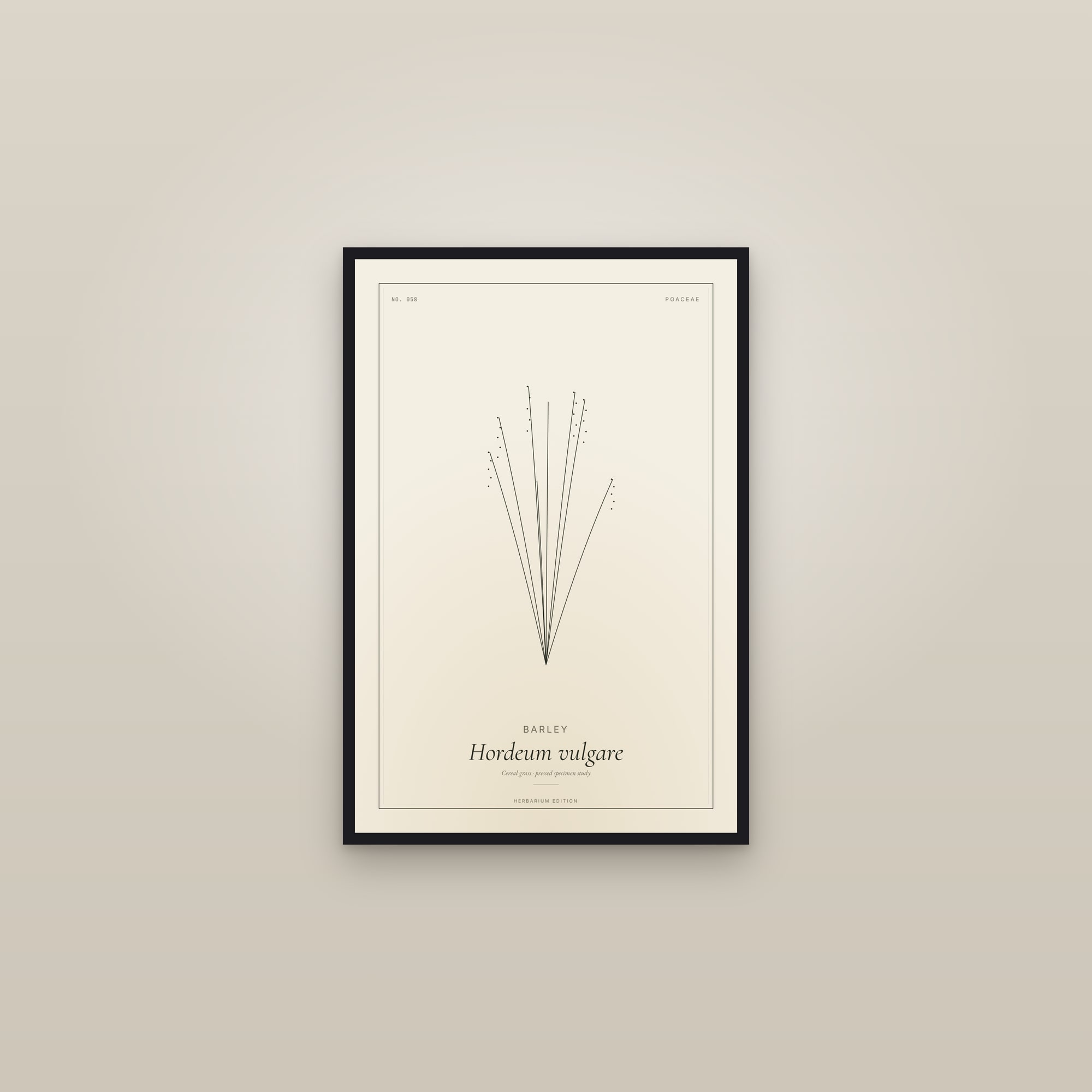 Barley — Botanical Specimen — framed in a gallery setting