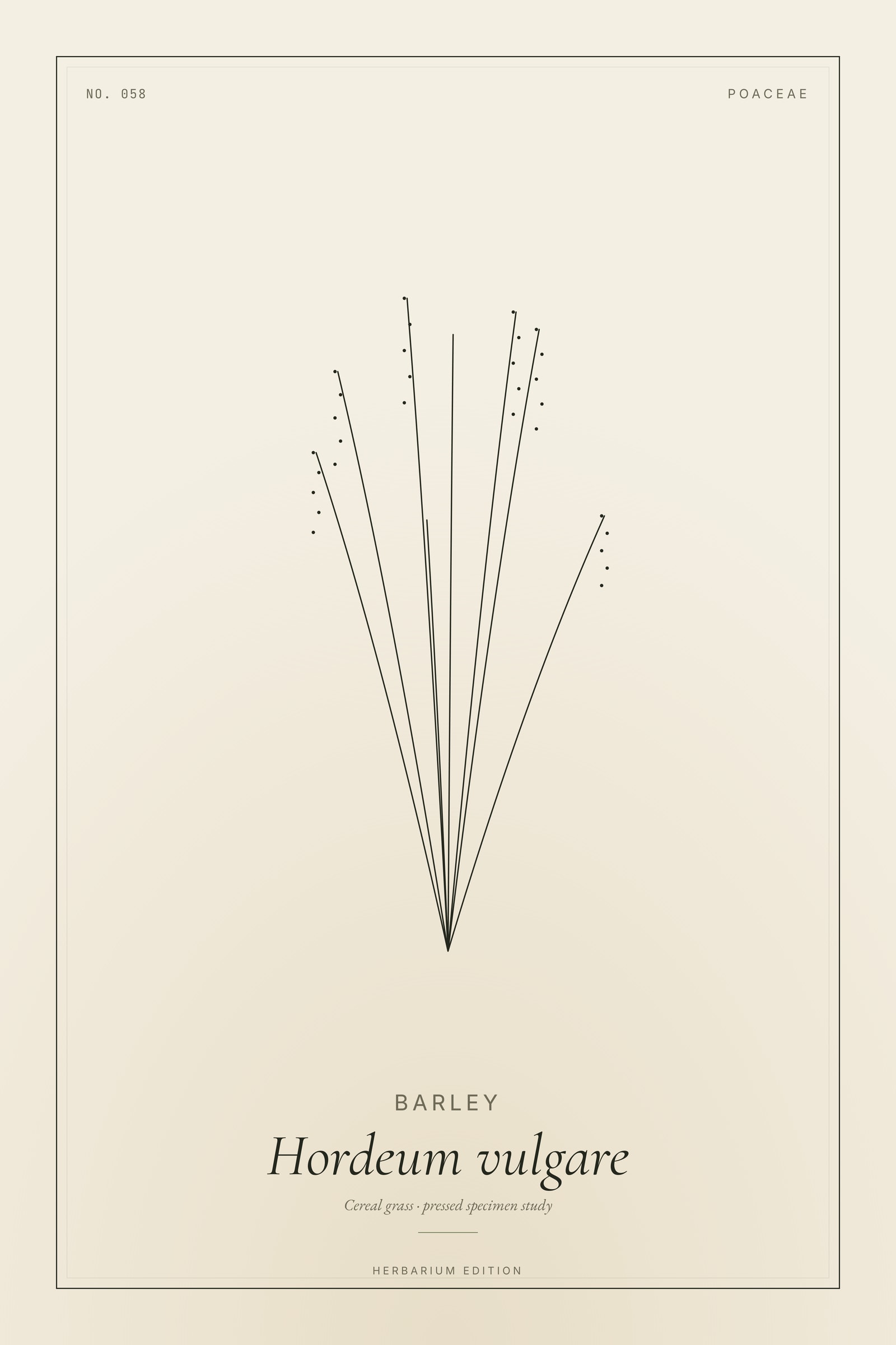 Barley — Botanical Specimen
