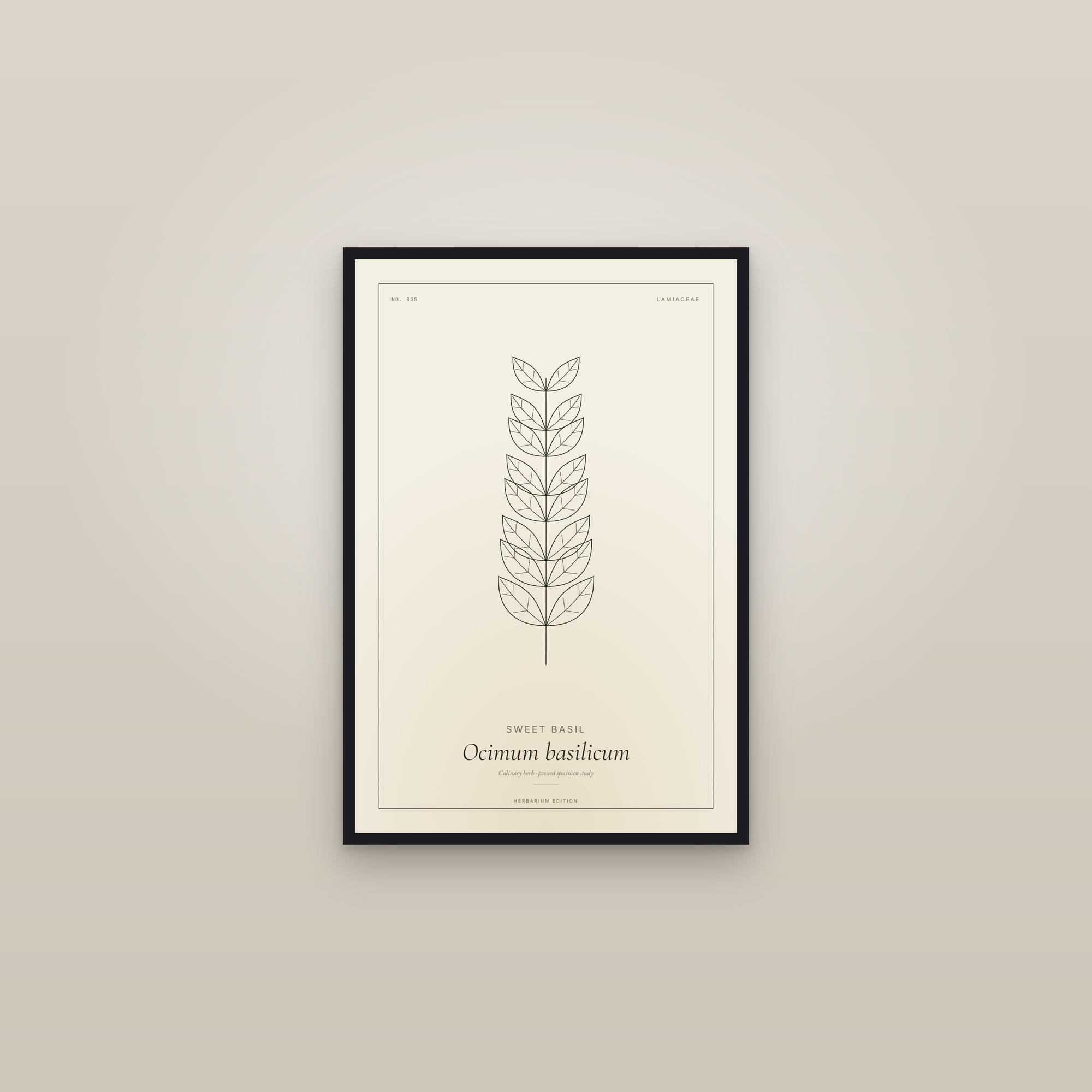 Sweet Basil — Botanical Specimen — framed in a gallery setting