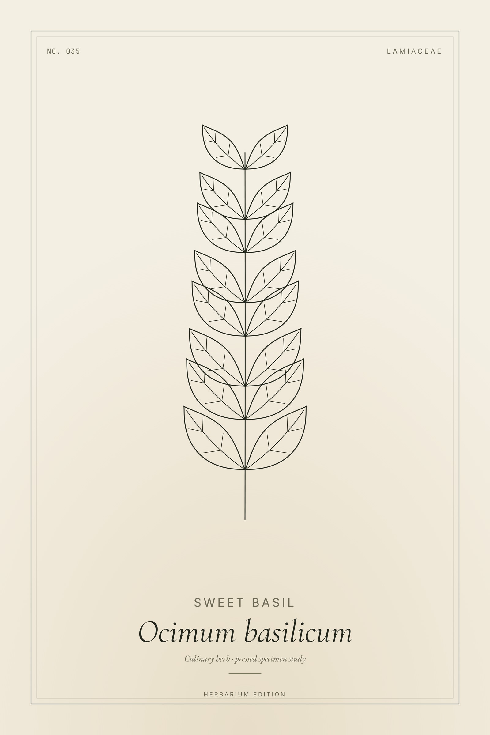 Sweet Basil — Botanical Specimen