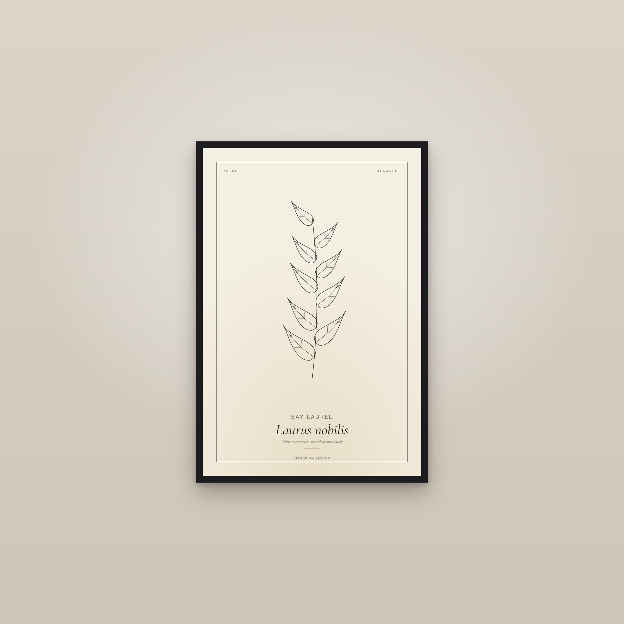 Bay Laurel (Laurel) — Botanical Specimen — framed in a gallery setting