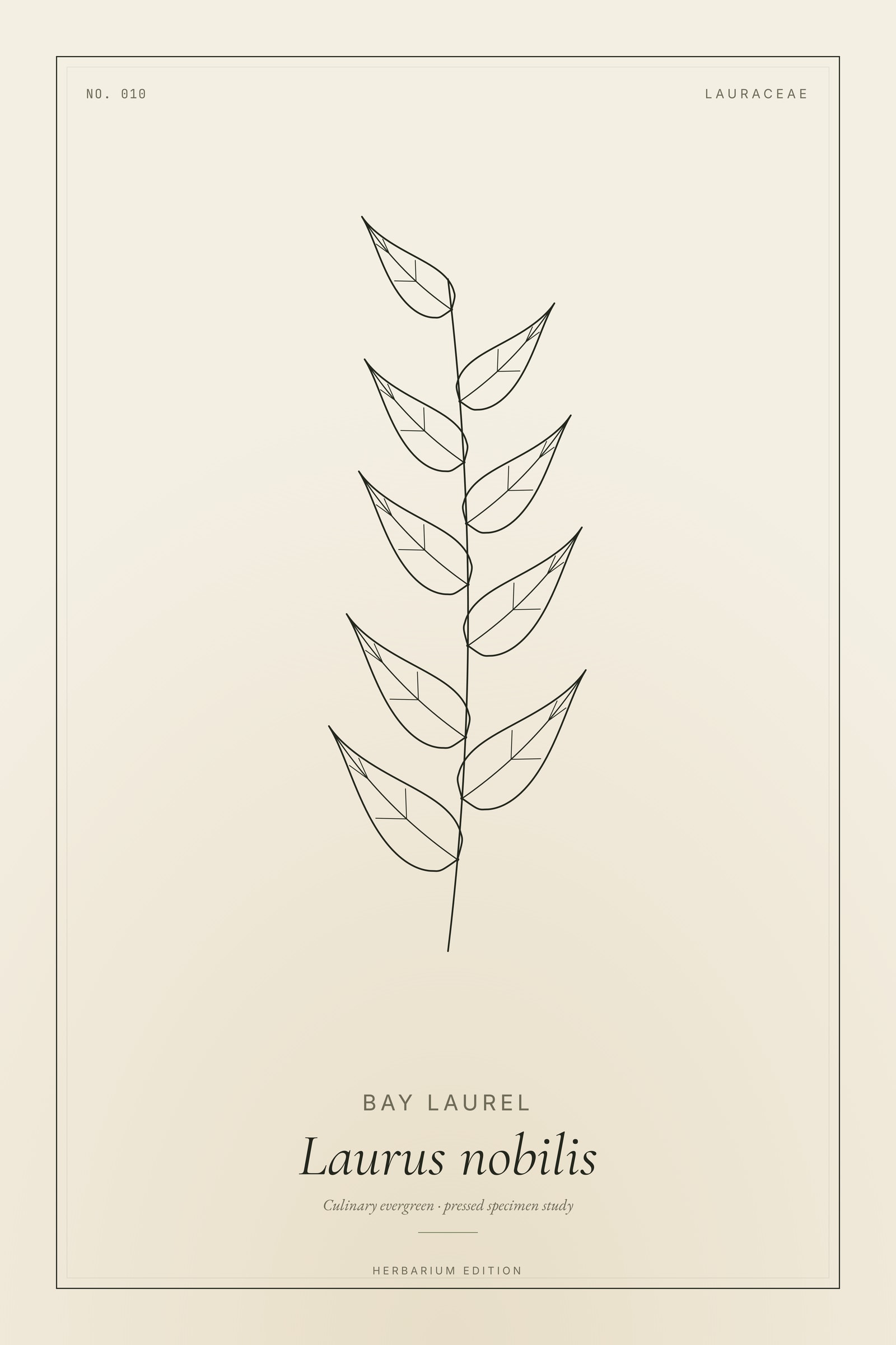 Bay Laurel (Laurel) — Botanical Specimen