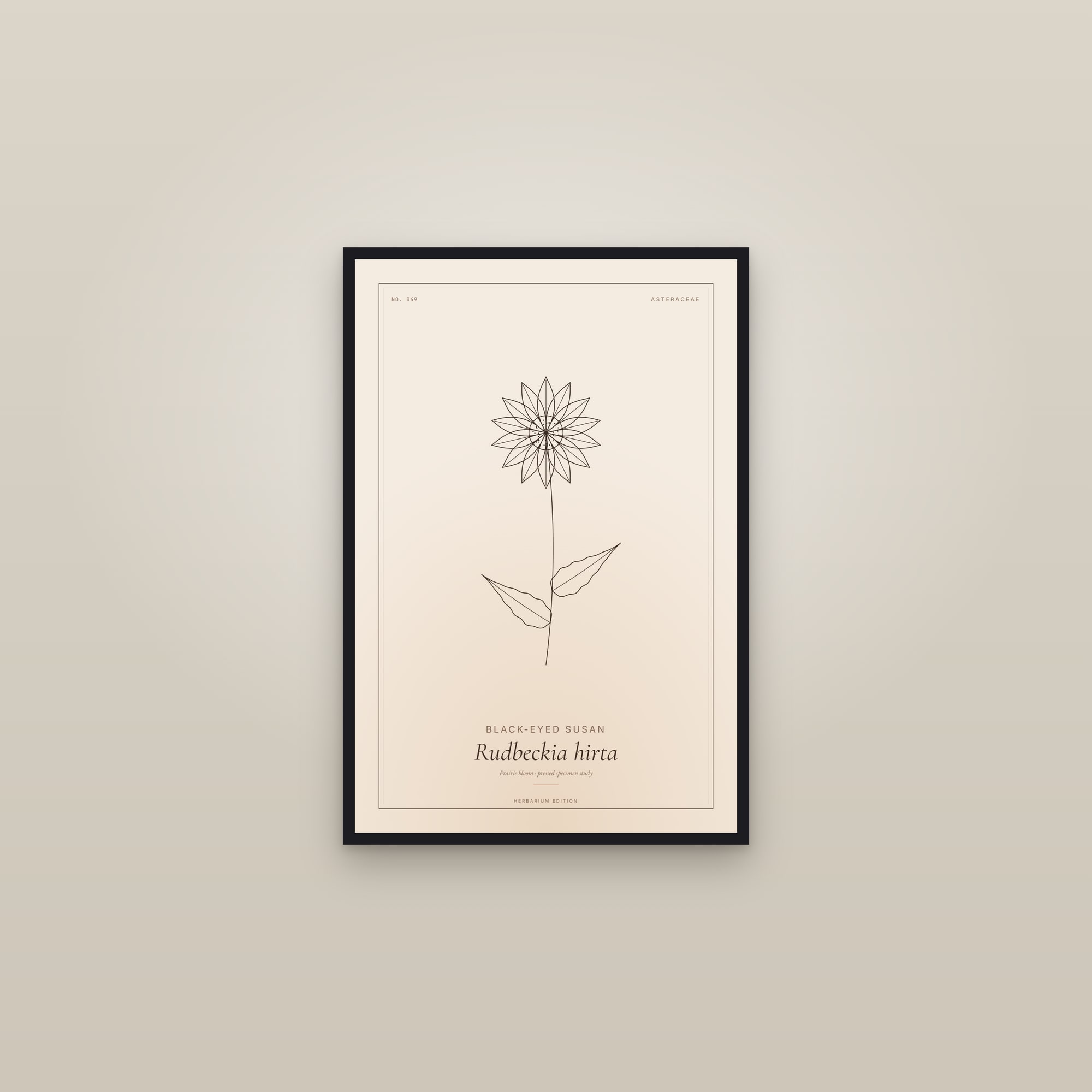 Black-eyed Susan — Botanical Specimen — framed in a gallery setting