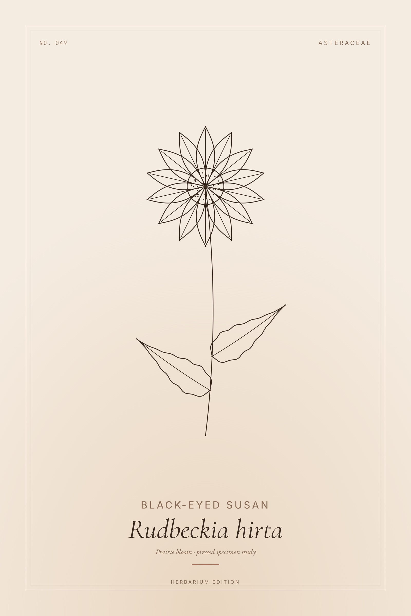 Black-eyed Susan — Botanical Specimen