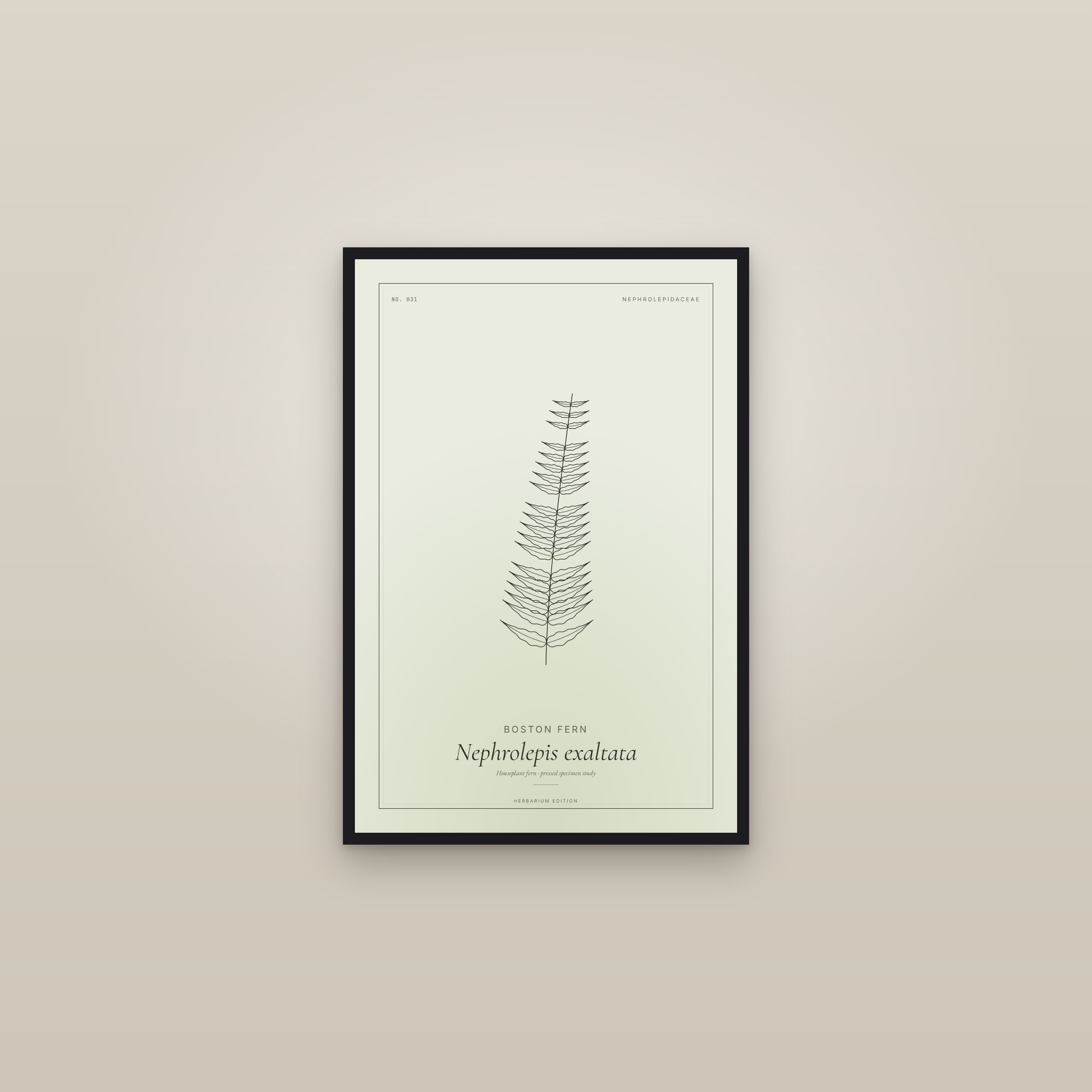 Boston Fern — Botanical Specimen — framed in a gallery setting