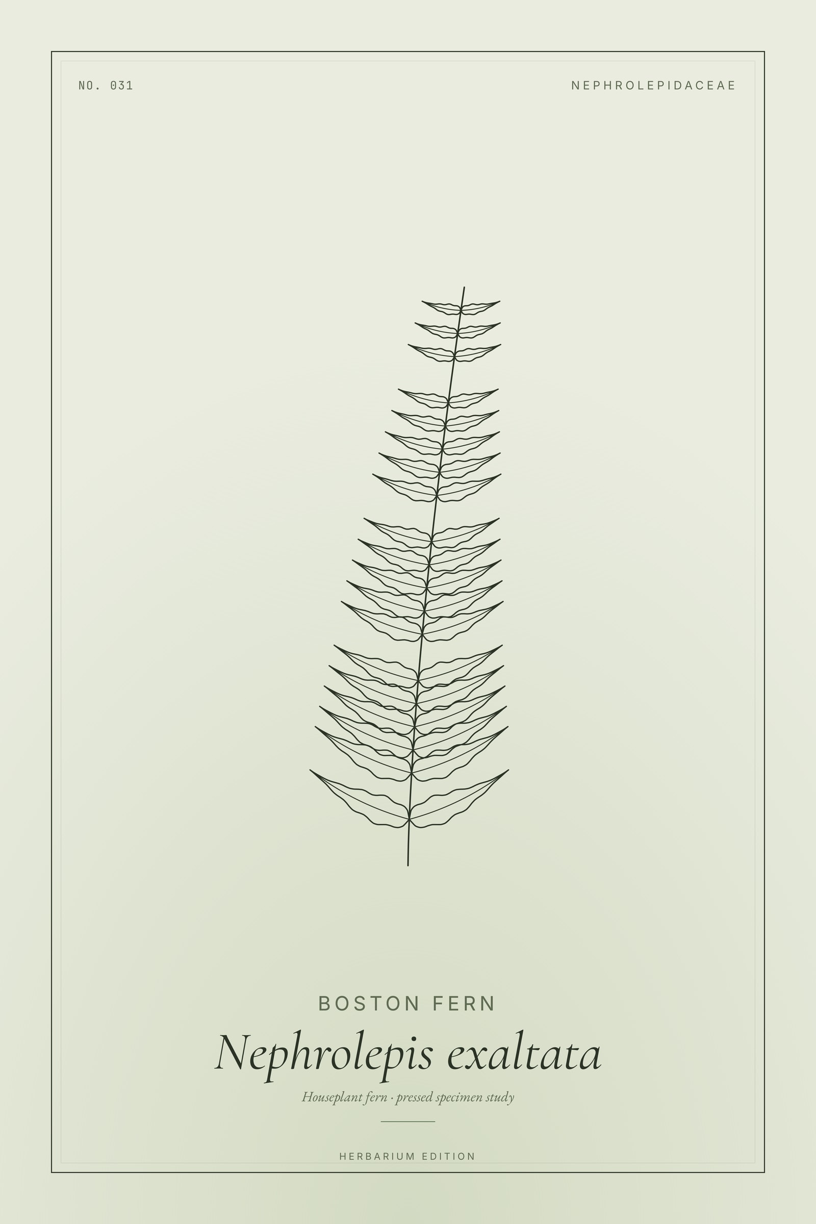 Boston Fern — Botanical Specimen