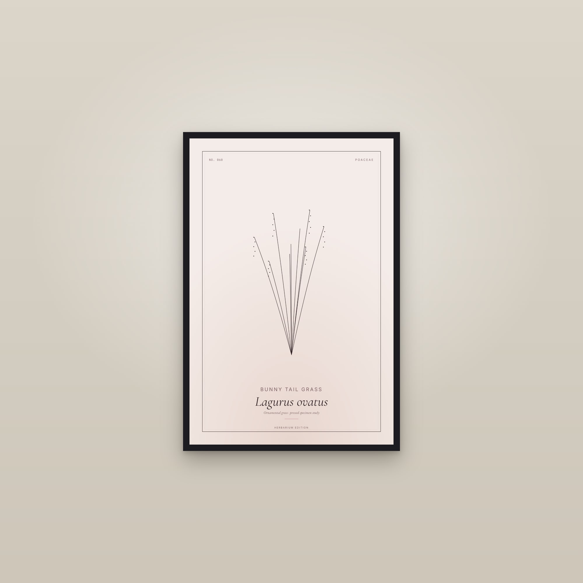 Bunny Tail Grass — Botanical Specimen — framed in a gallery setting