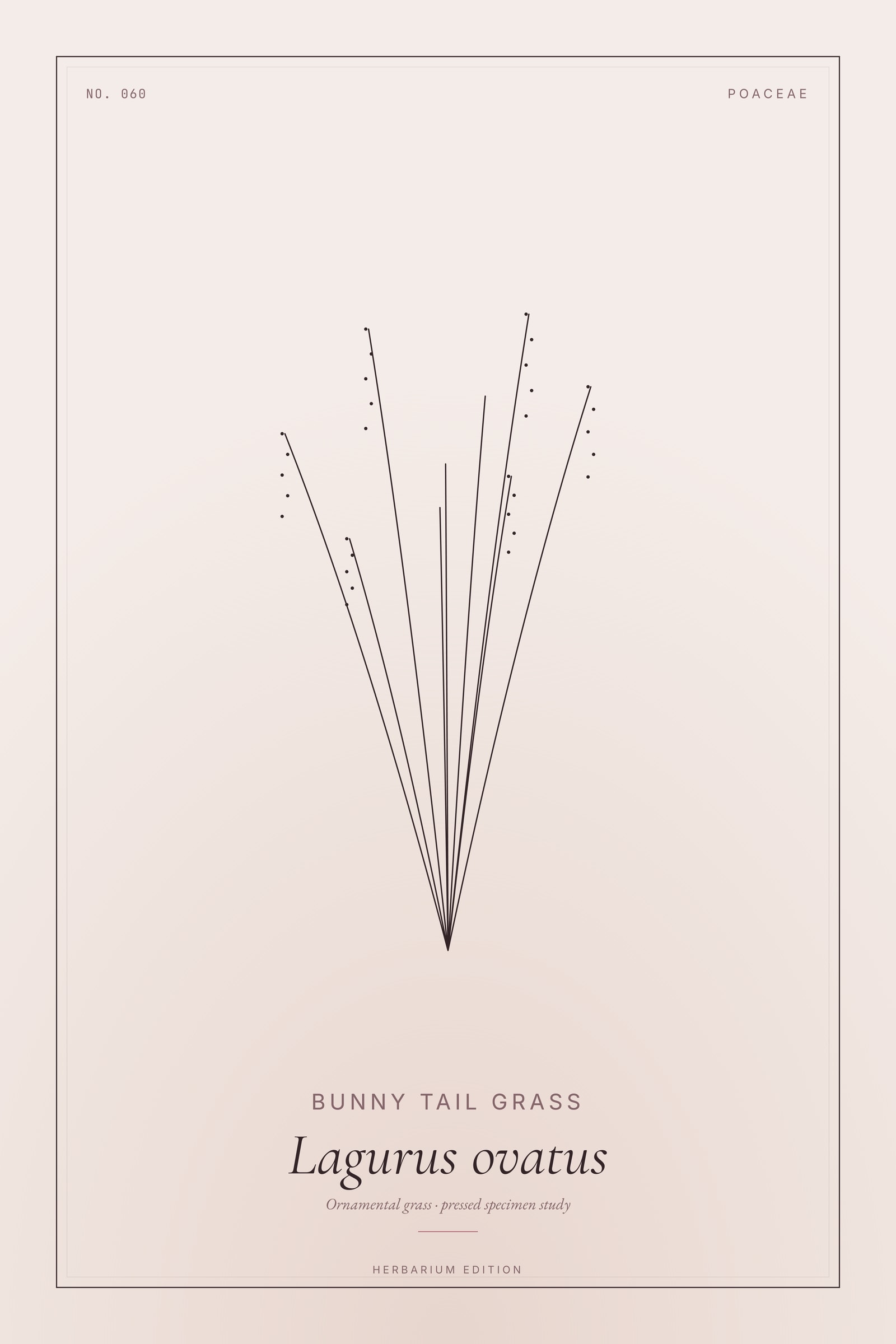 Bunny Tail Grass — Botanical Specimen
