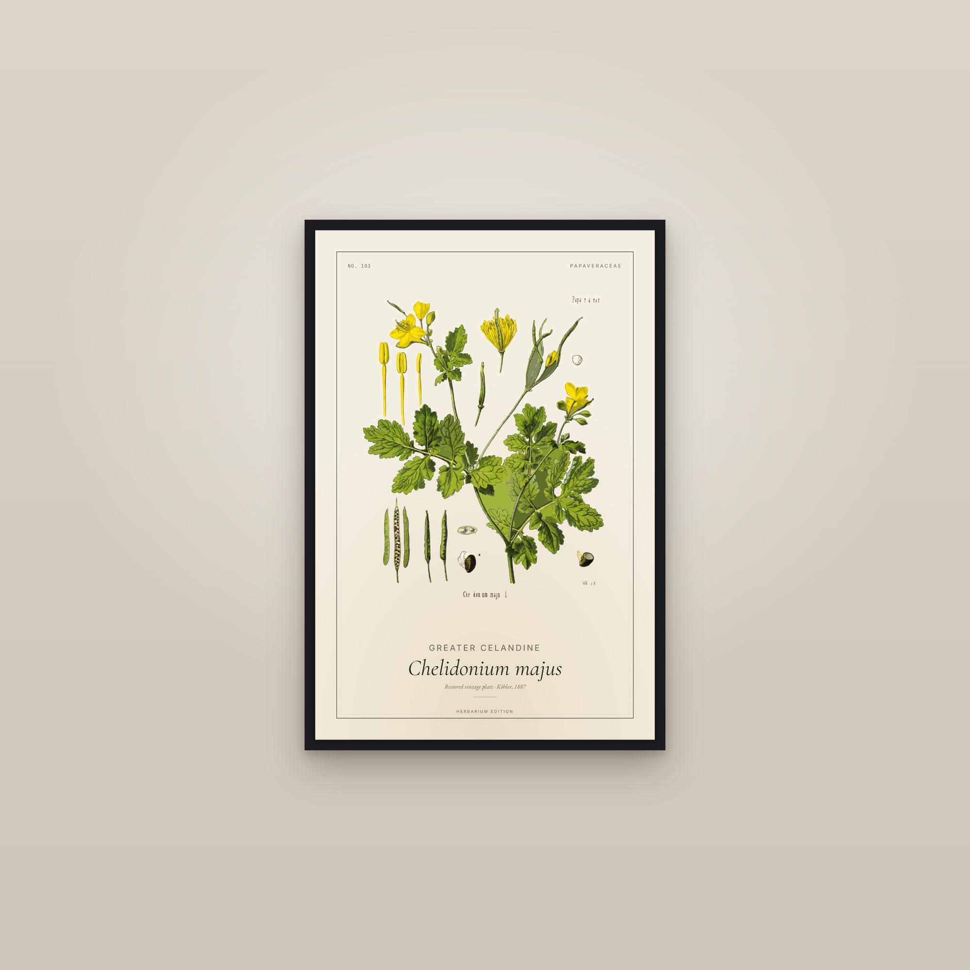 Greater Celandine (Botanical) — Botanical Plate — framed in a gallery setting