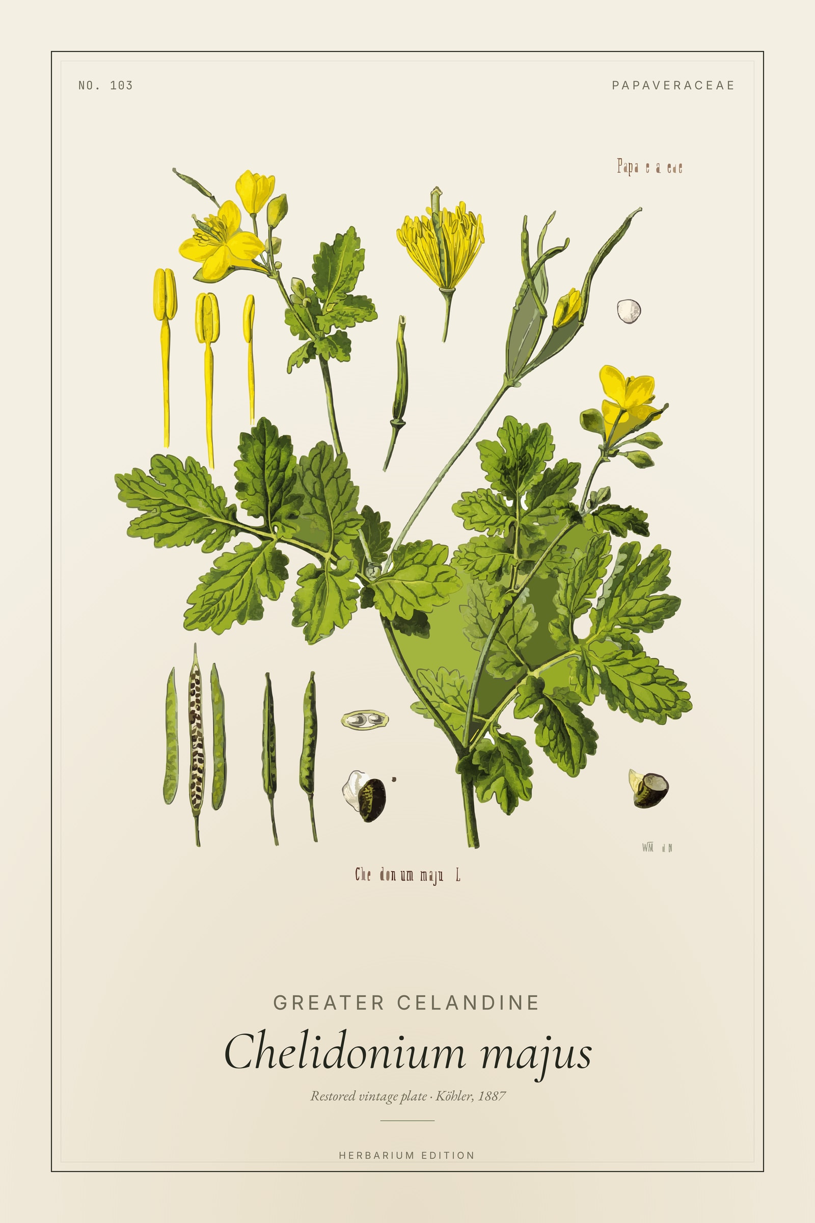 Greater Celandine (Botanical) — Botanical Plate