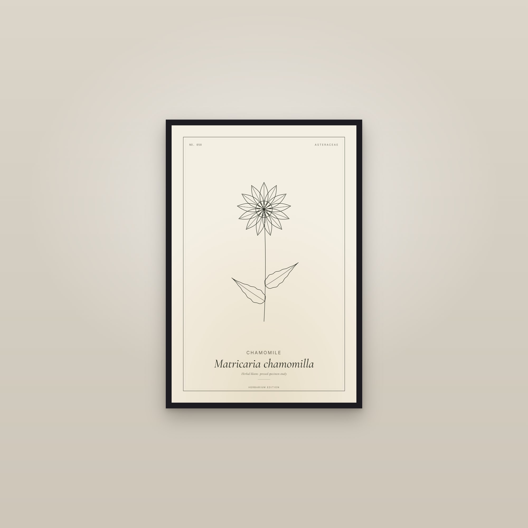 Chamomile — Botanical Specimen — framed in a gallery setting