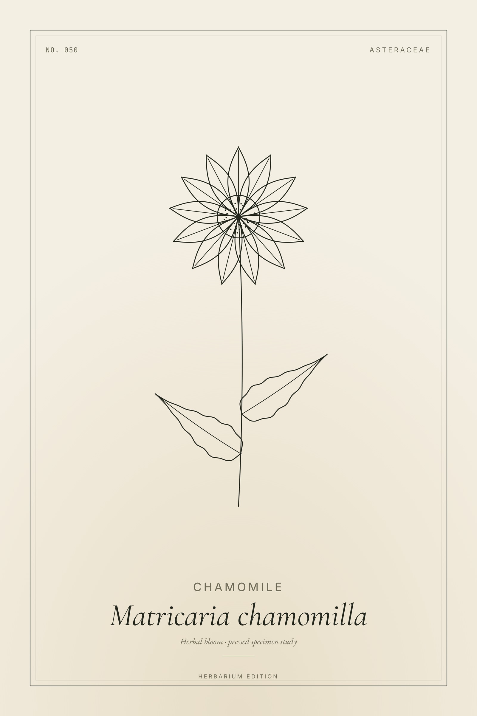 Chamomile — Botanical Specimen