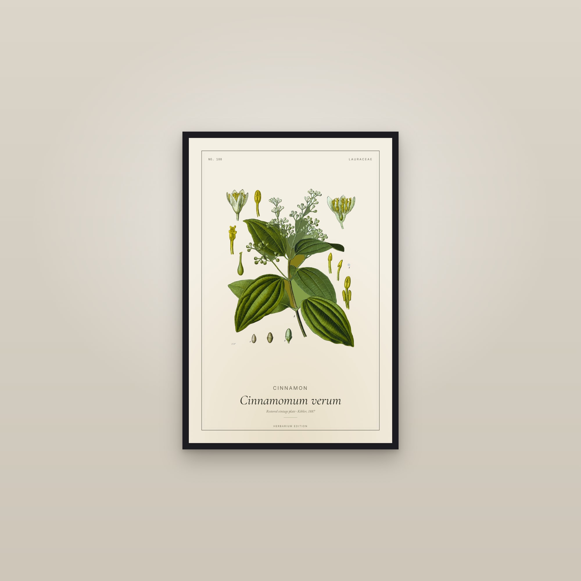 Cinnamon (Botanical) — Botanical Plate — framed in a gallery setting