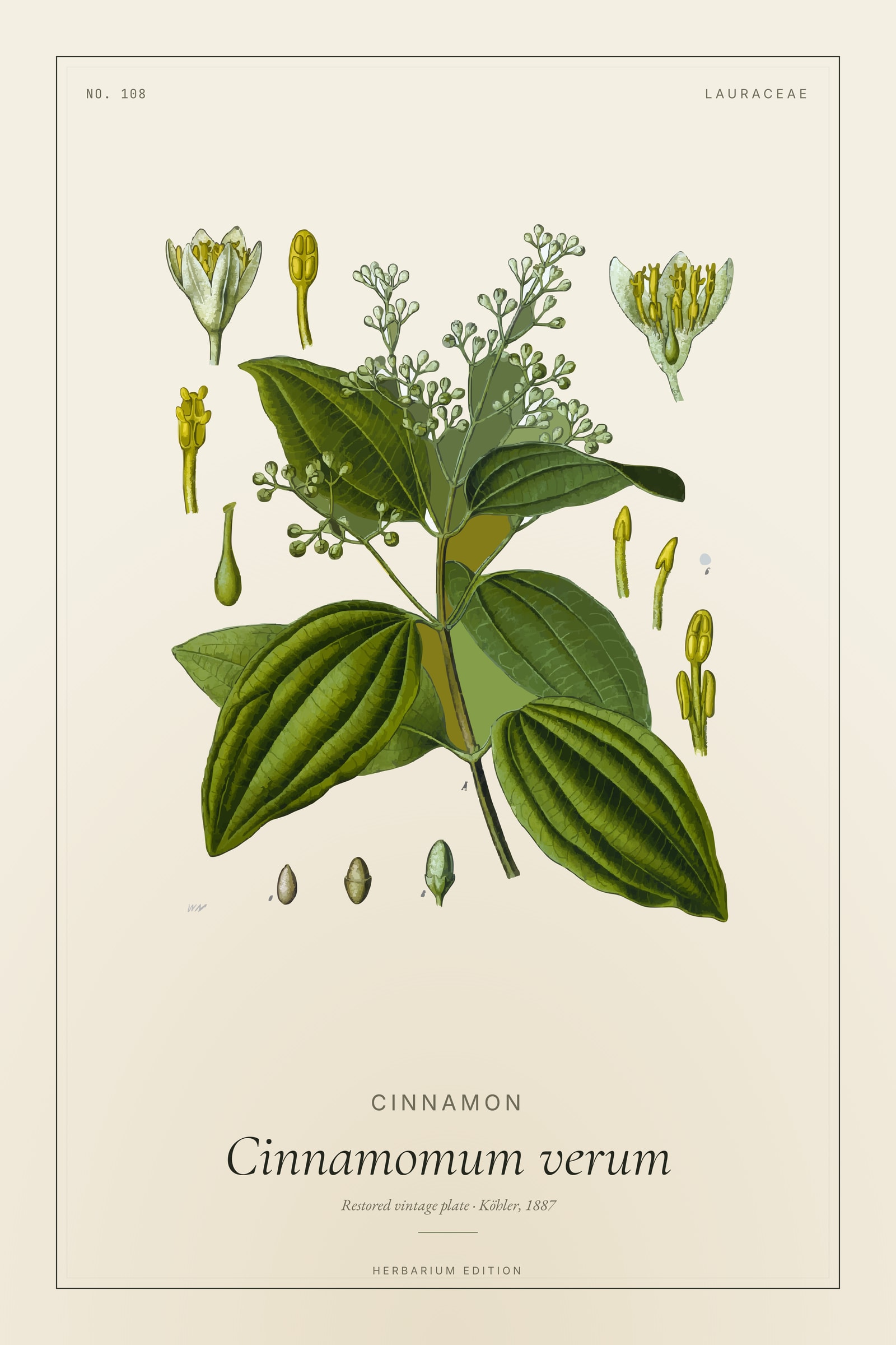 Cinnamon (Botanical) — Botanical Plate