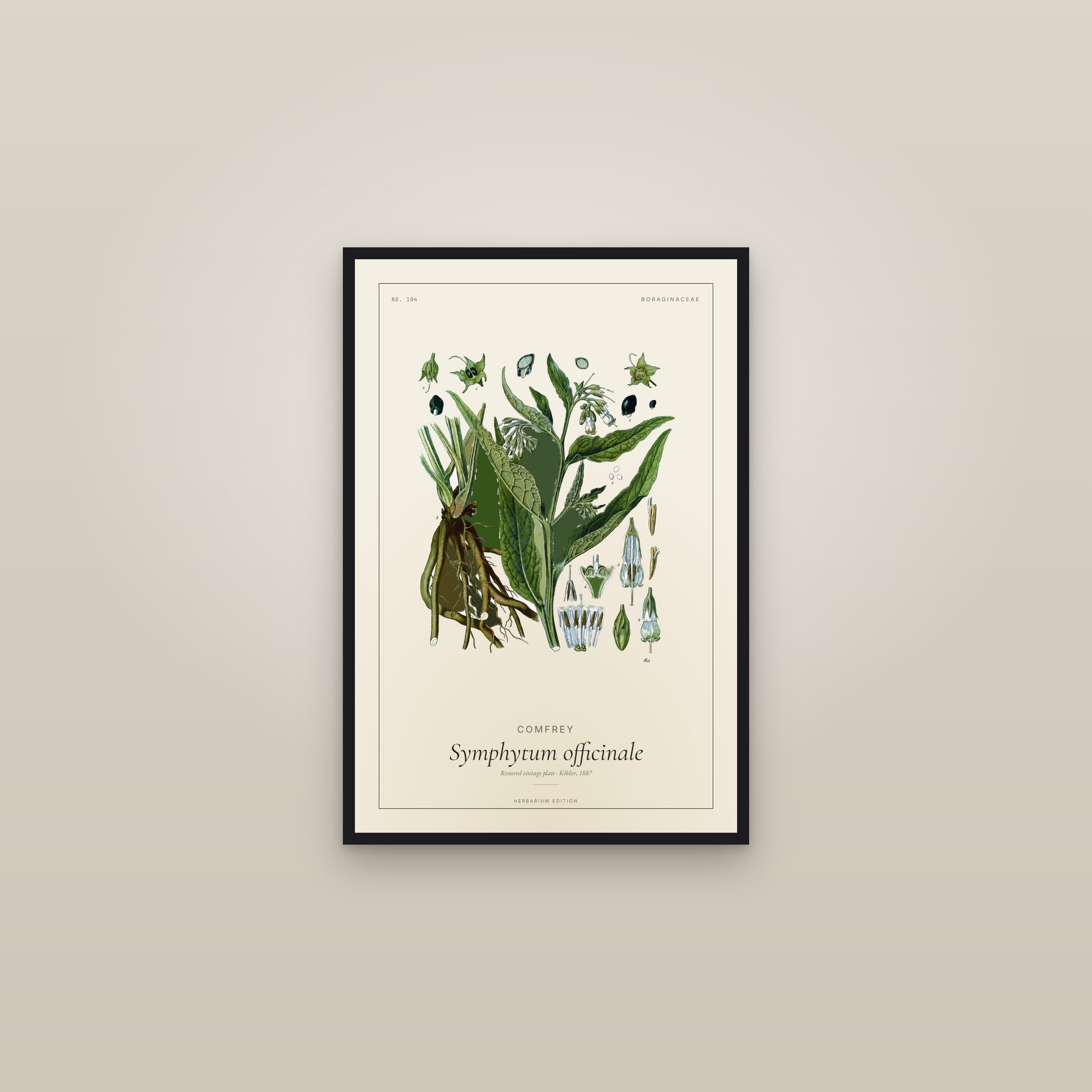Comfrey (Botanical) — Botanical Plate — framed in a gallery setting