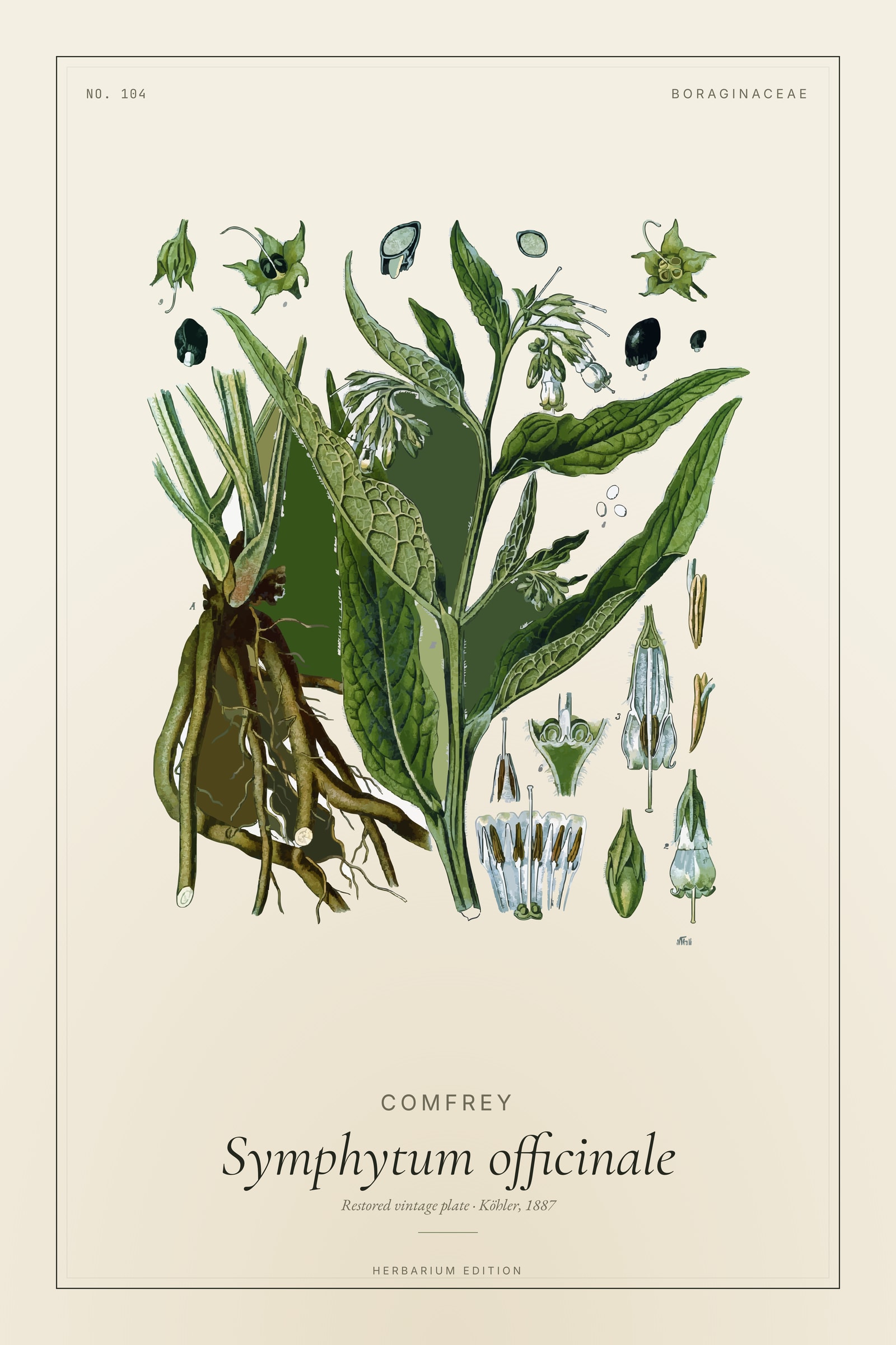 Comfrey (Botanical) — Botanical Plate
