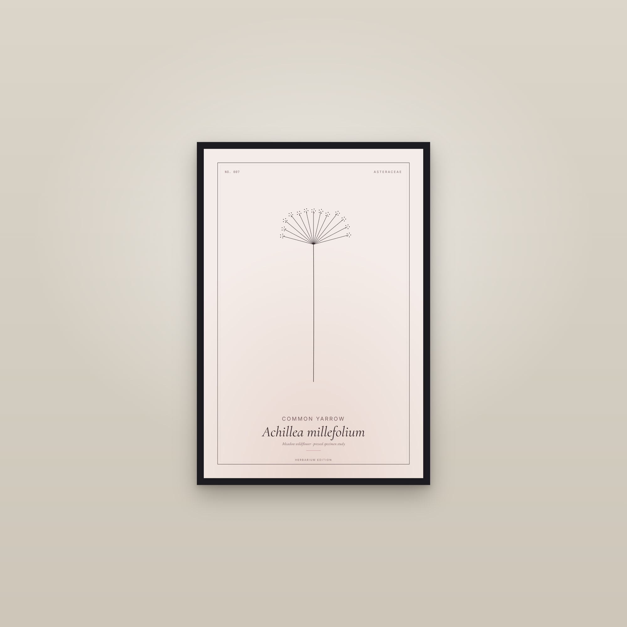 Common Yarrow — Botanical Specimen — framed in a gallery setting